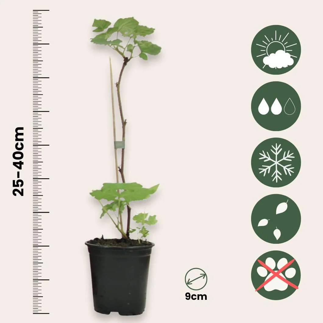 Rubus ideaus 'Autumn Bliss' Framboisiers Set de 3 Pot 9cm Hauteur 25-40cm