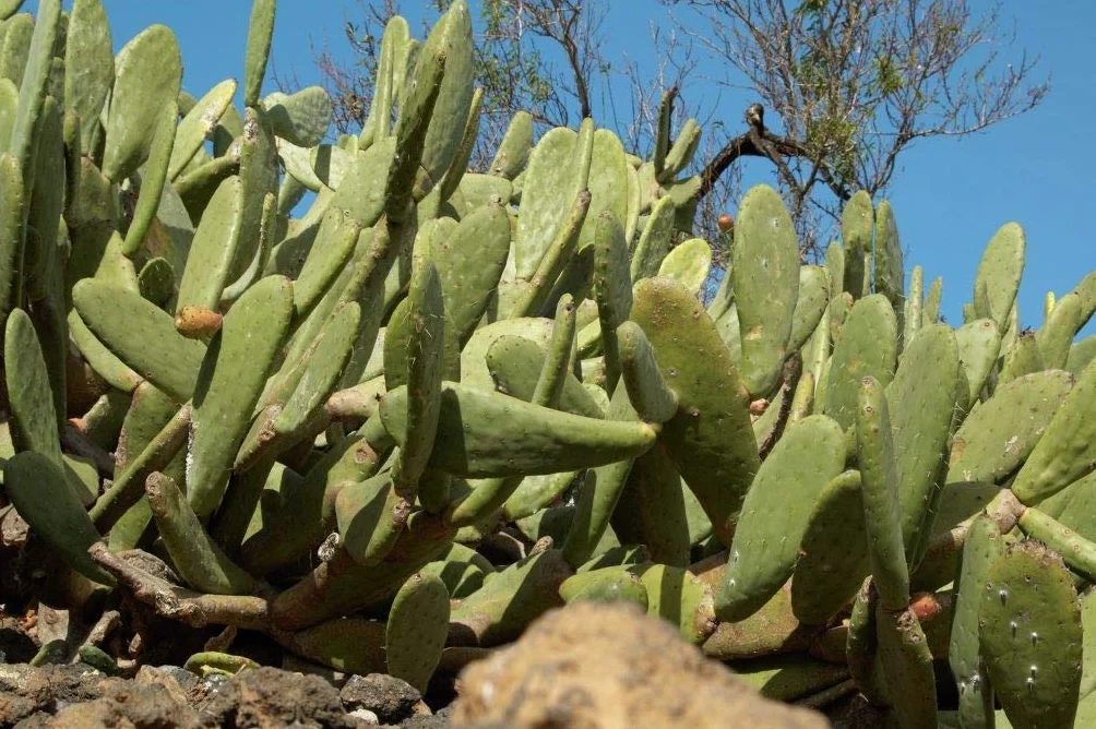 Bloomique Lot de 2 Opuntia Rubescens Cactus raquette Plantes d’intérieur Hauteur 20-30 cm Pot 12 cm