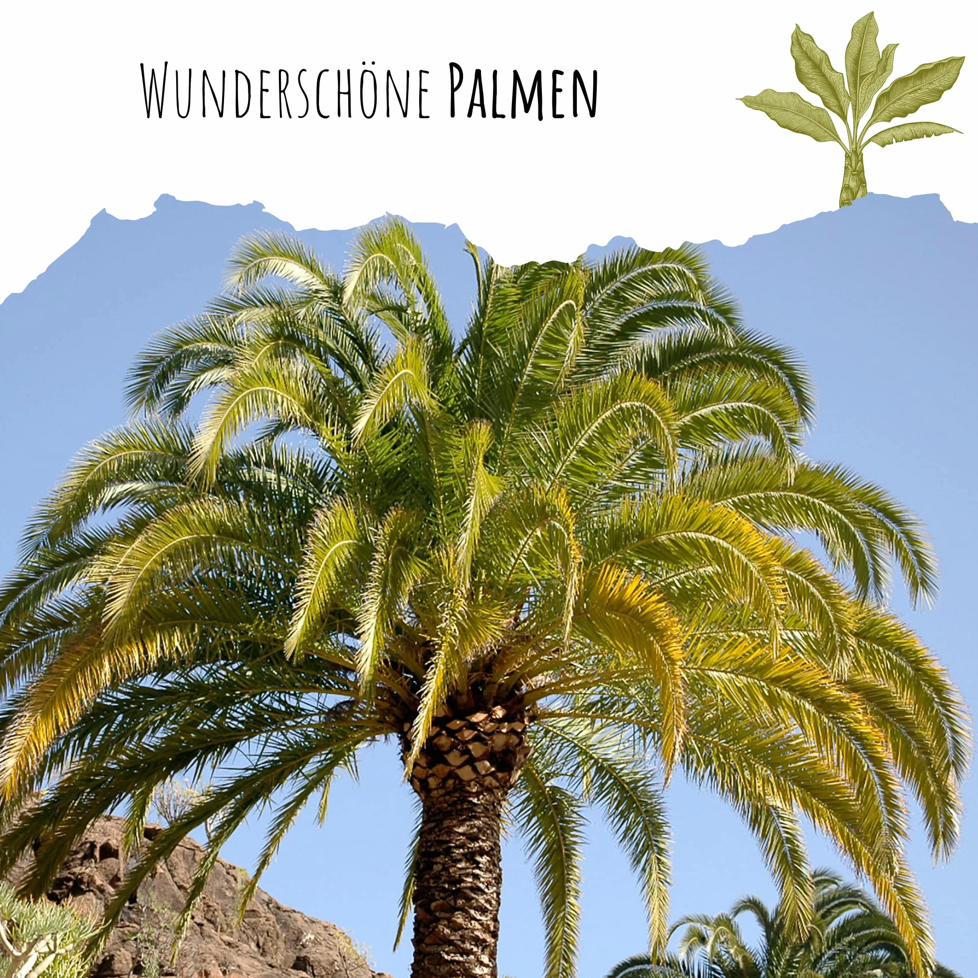 Phoenix canariensis Graines de palmier dattier des Canaries – Palmier exotique en pot intérieur extérieur