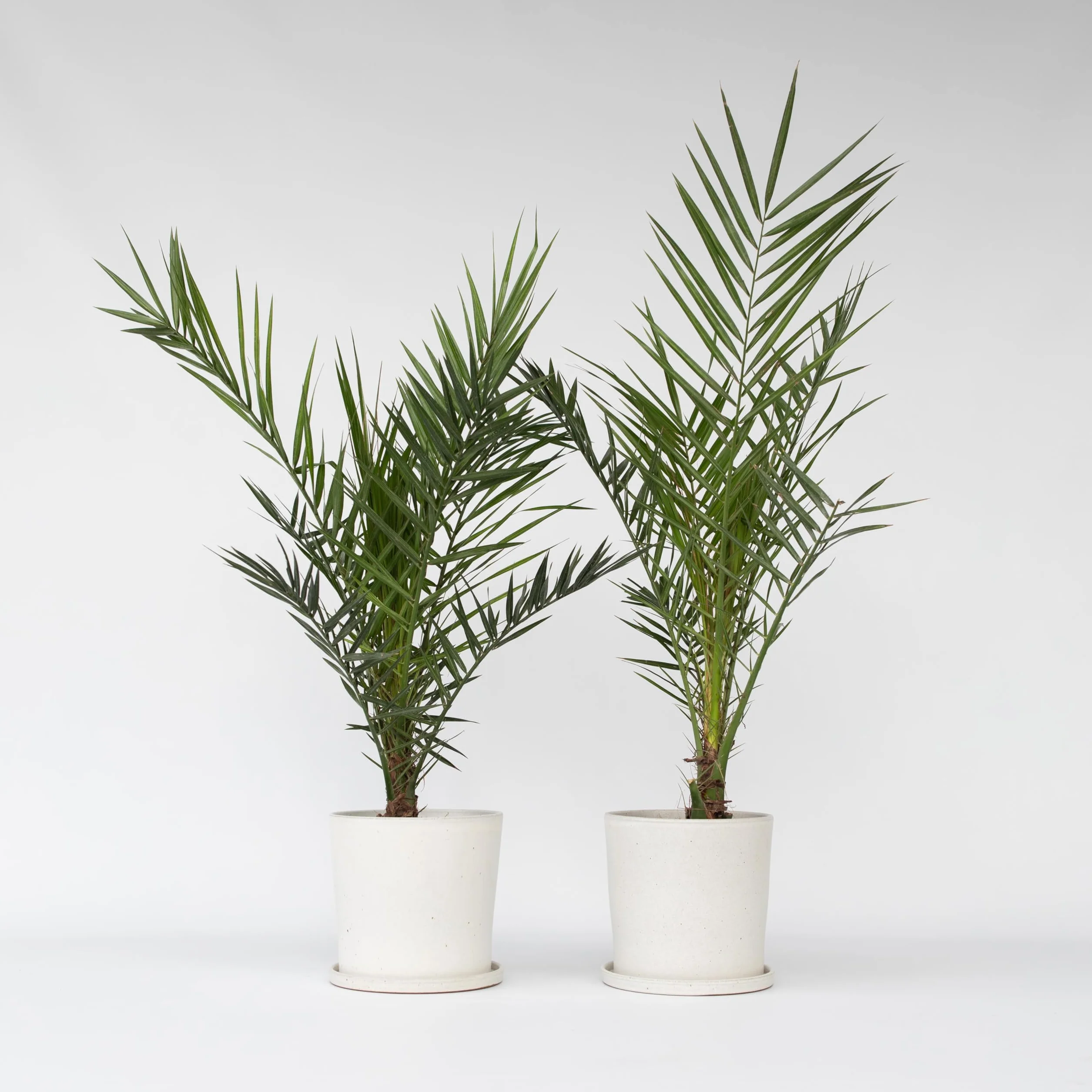 Plant in a Box Phoenix Canariensis Hauteur 80-100cm Set de 2 Palmier des Canaries Pot 19cm