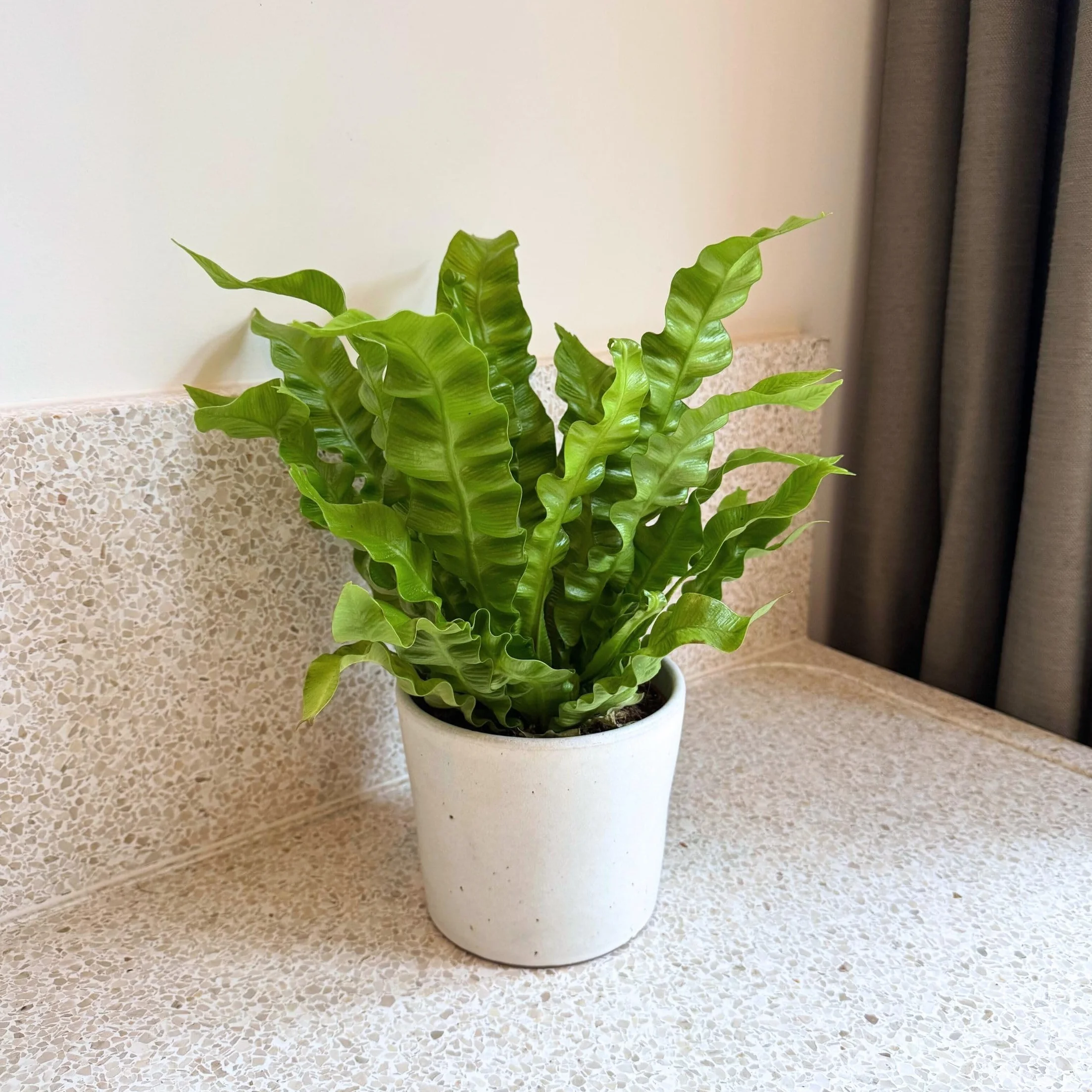 Asplenium nidus 'Vague croustillante' Plante d'intérieur purificatrice d'air Pot 12cm Hauteur 25-40cm