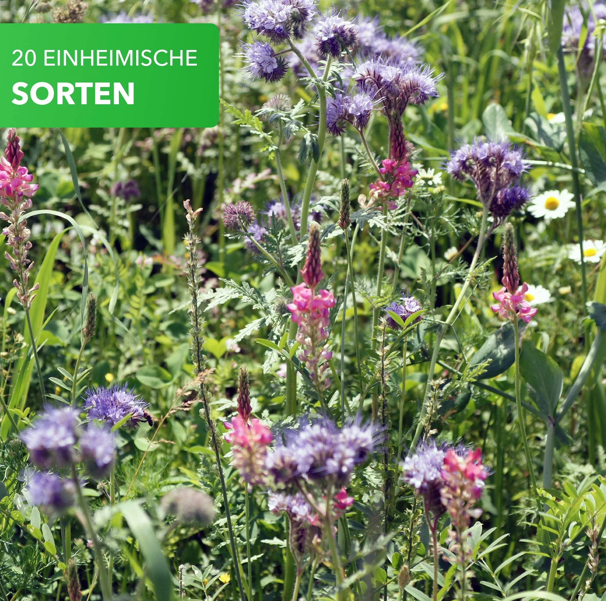 Mélange Graines Fleurs 1kg Prairie Fleurie Mellifère 20 Variétés 300-500 m²