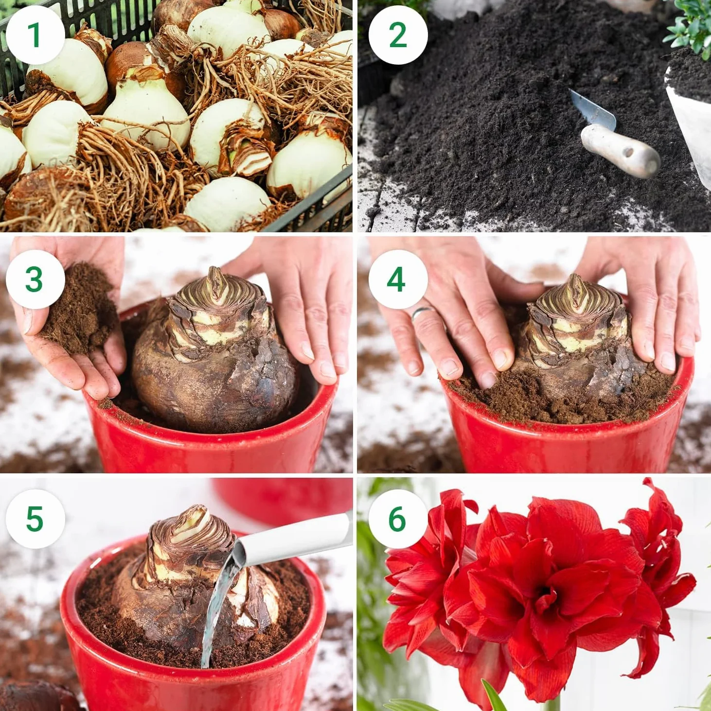 Amaryllis Bulbes Collection 3 Pièces Grand Format 26/28 - Bulbes à Fleurs Naturelles de Hollande Hippeastrum