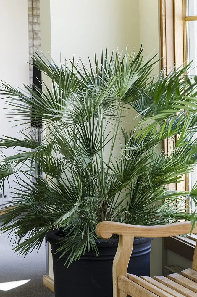Chamaerops Humilis Palmier nain européen rustique Hauteur 40-50 cm Pot 15 cm