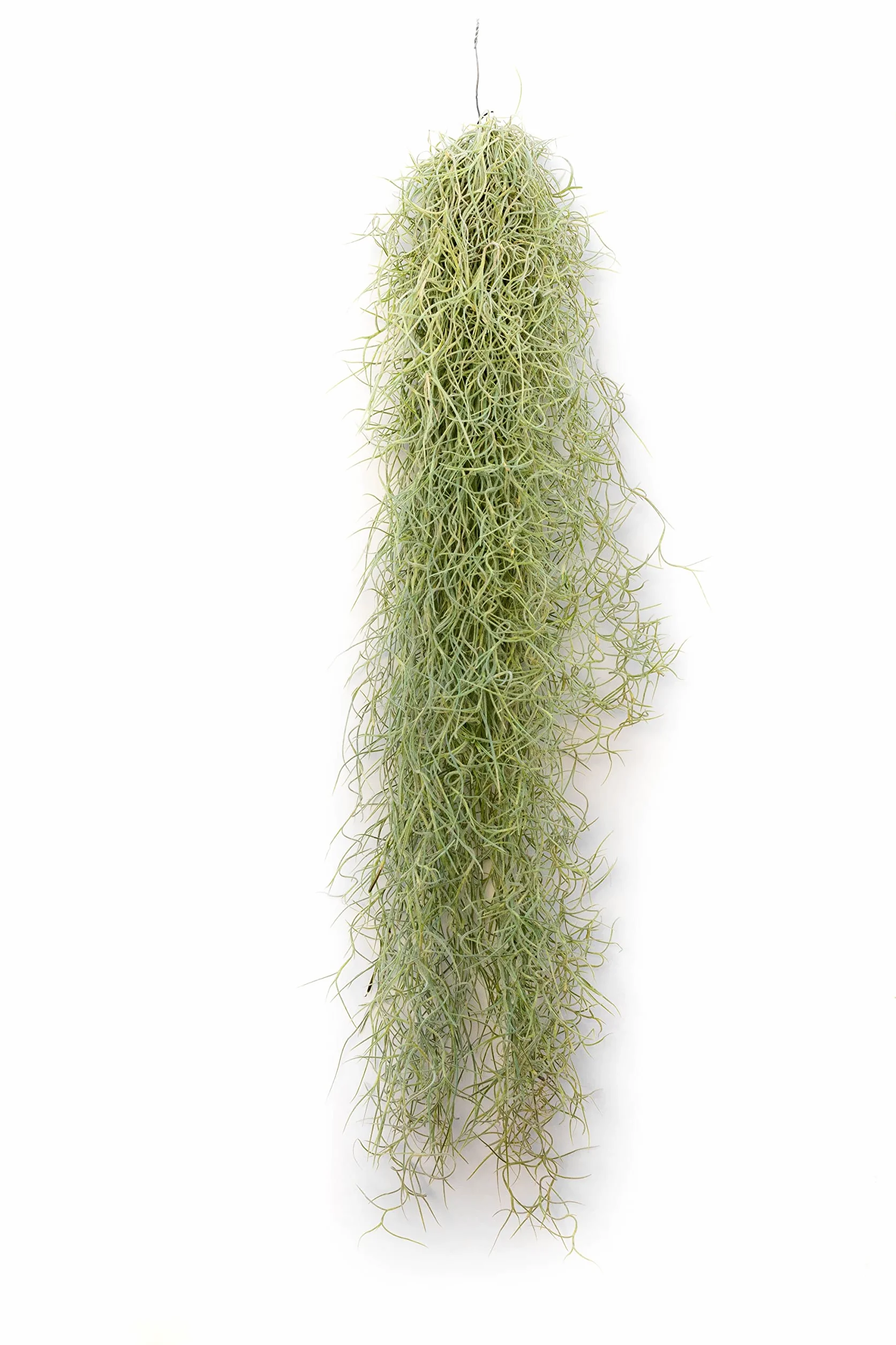 Tillandsia Usneoides Air Plant Live sans Terre Plante Interieur Naturelle 20-30 cm