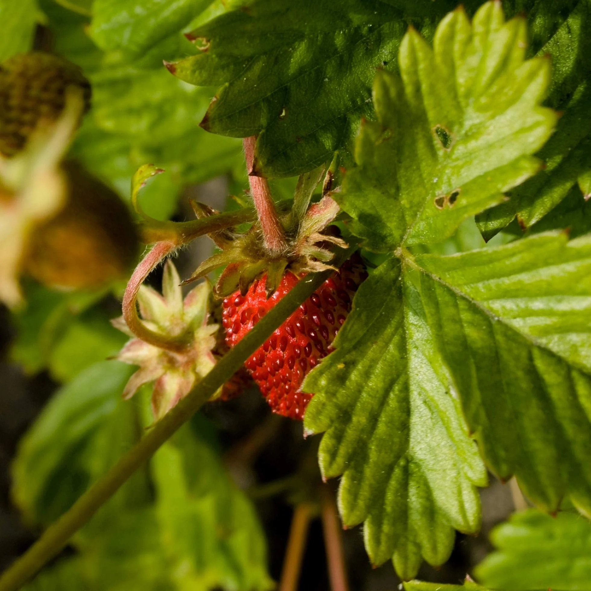 Fraise des bois Fragaria vesca 300 semences