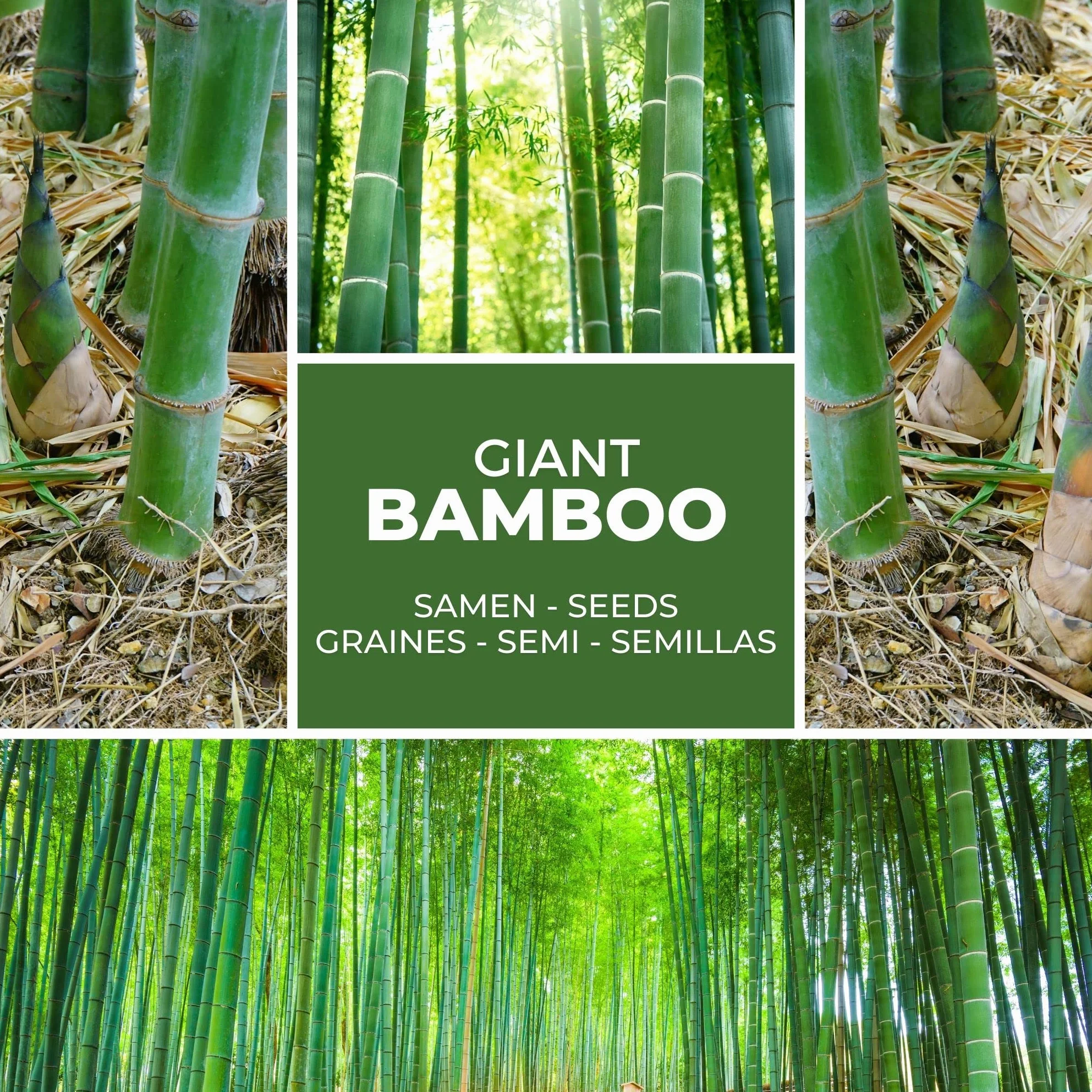 Graines de Bambou Géant 10g 350 pcs Brise-vue Naturel Jardin