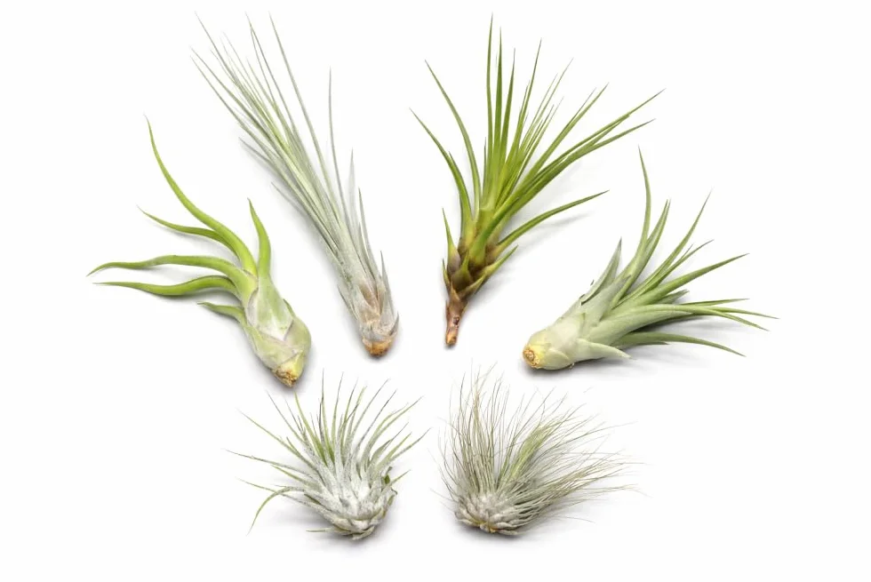 Tillandsias Lot de 5+1 Plantes Purificatrices d'Air Faciles d'Entretien