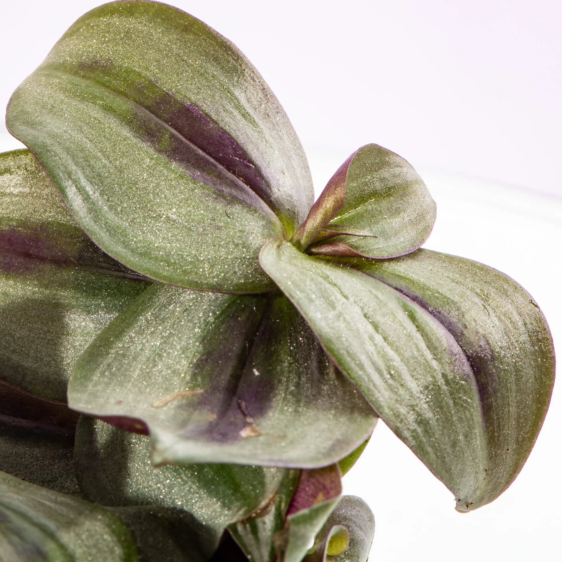 Tradescantia Pink Joy Zebrina Mini Misère Plante d'intérieur
