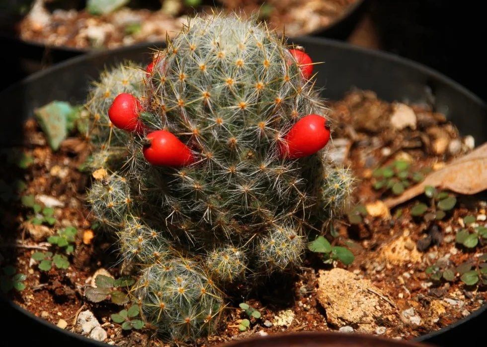 Mélange de Mammillaria - 40 graines - Avec substrat - Mammilaria Mix