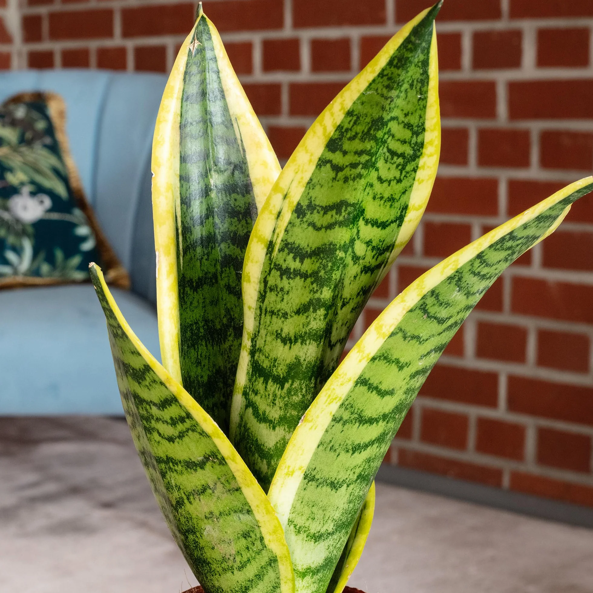 Sansevière Sansevieria trifasciata 'Superba' plante d'intérieur 30 cm pot Ø 9 cm