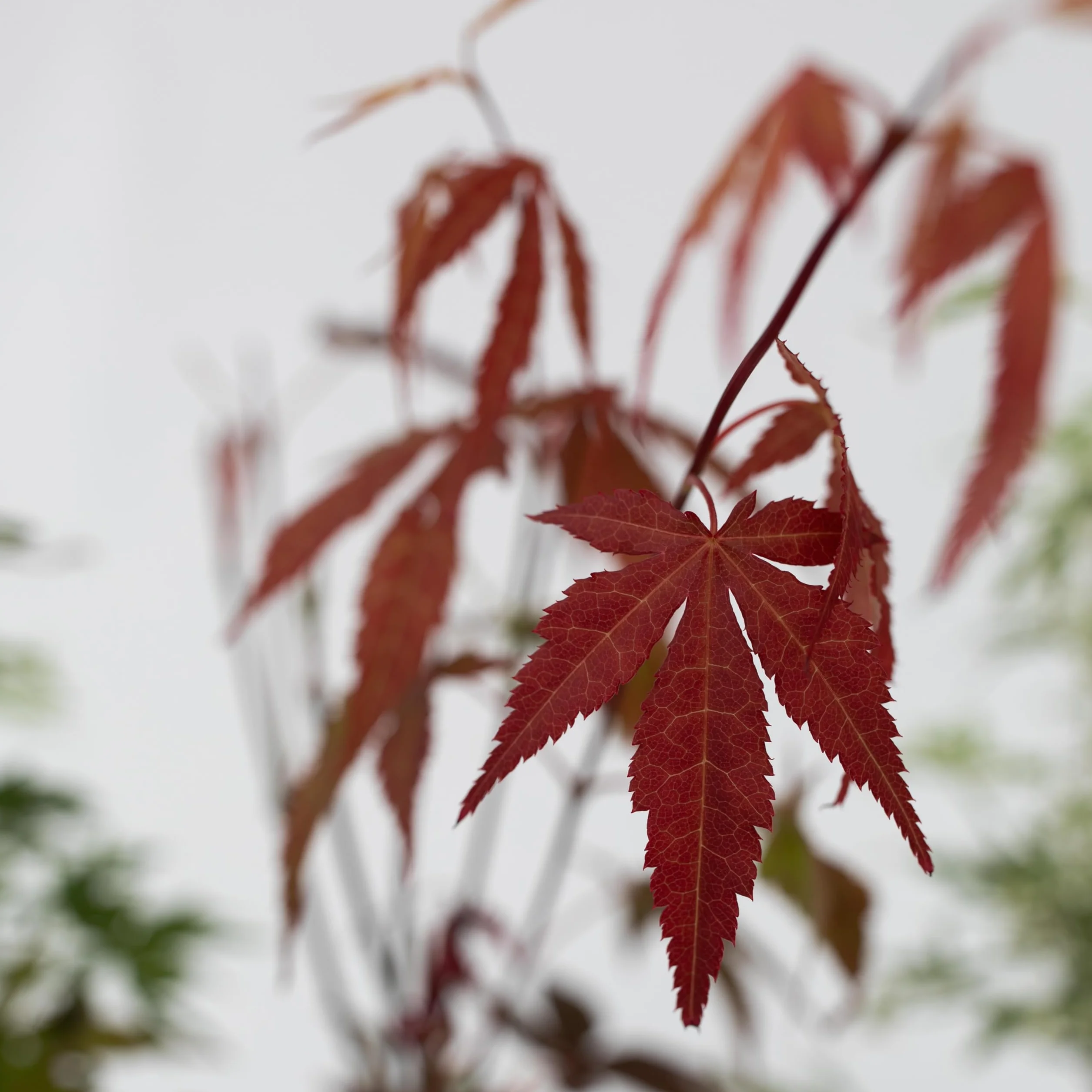 Acer palmatum 'Atropurpureum' 'Going Green' 'Orange Dream' 'Butterfly' - Set de 8 - Pot 10,5cm - Hauteur 25-40cm