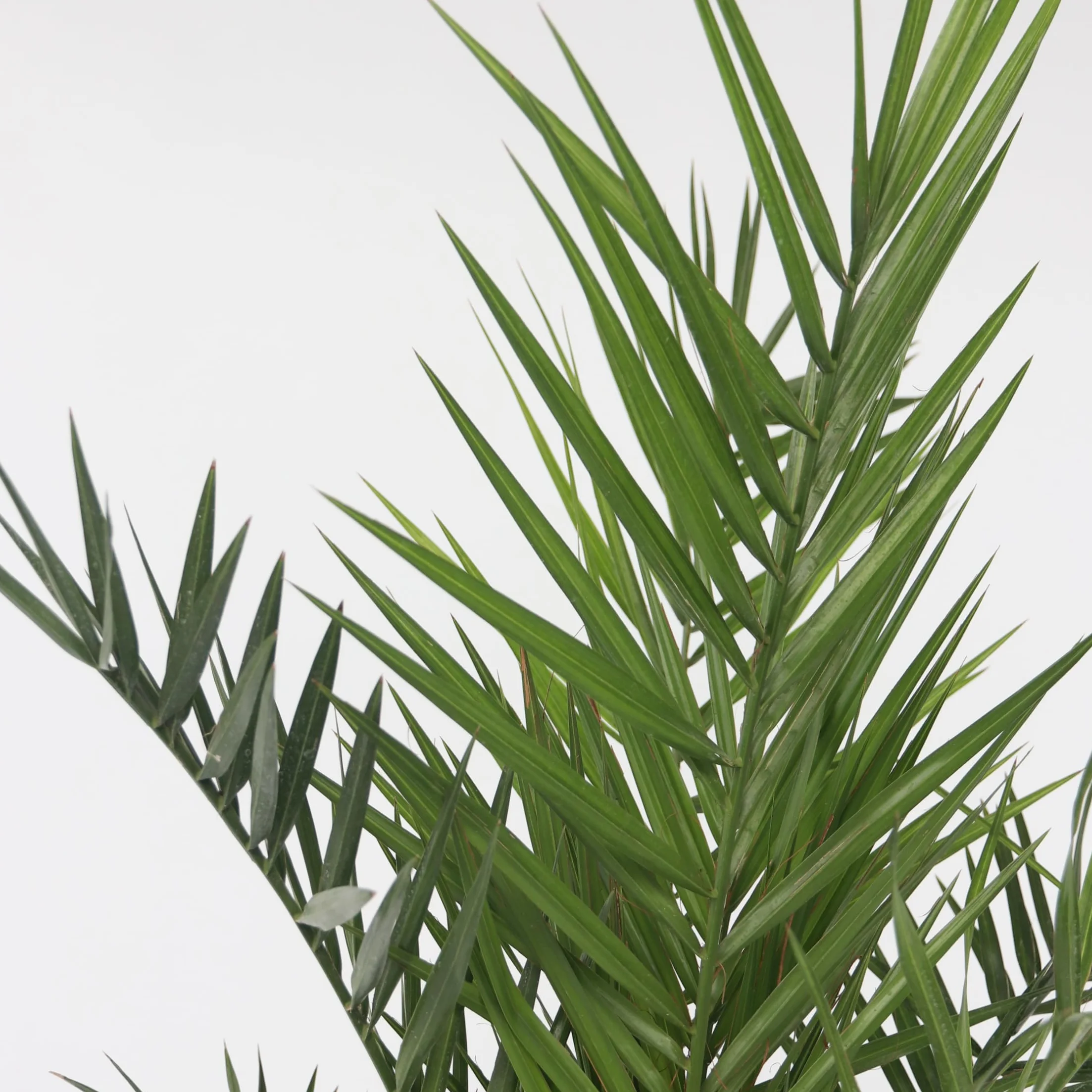 Plant in a Box Phoenix Canariensis Hauteur 80-100cm Palmier des Canaries Pot 19cm