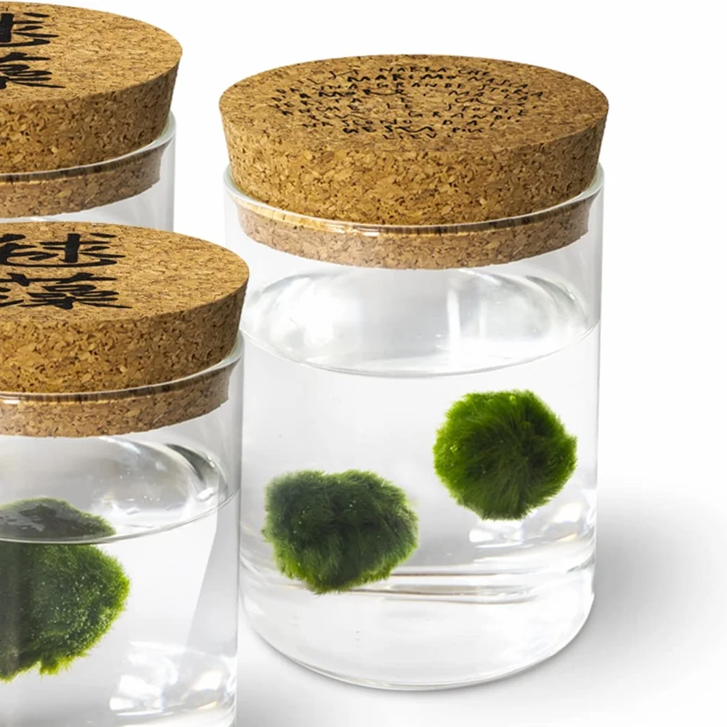 Marimo Set sfuso diametro 2-3 cm Originale Certificato 6 sztuk