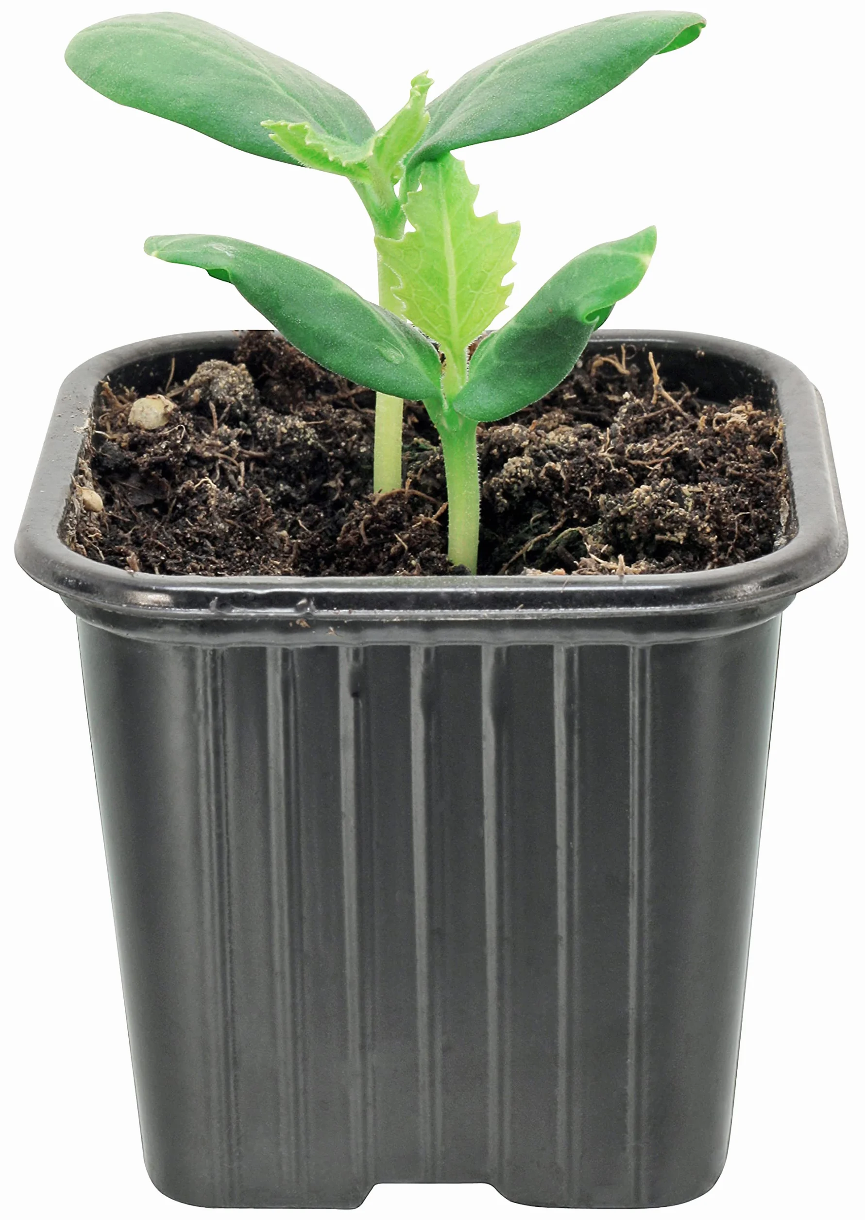 HYDROPLANETE Godets pour Semis 7x7 8x8 9x9cm Lots de 24 50 100 1000 Pots Plastique Réutilisable
