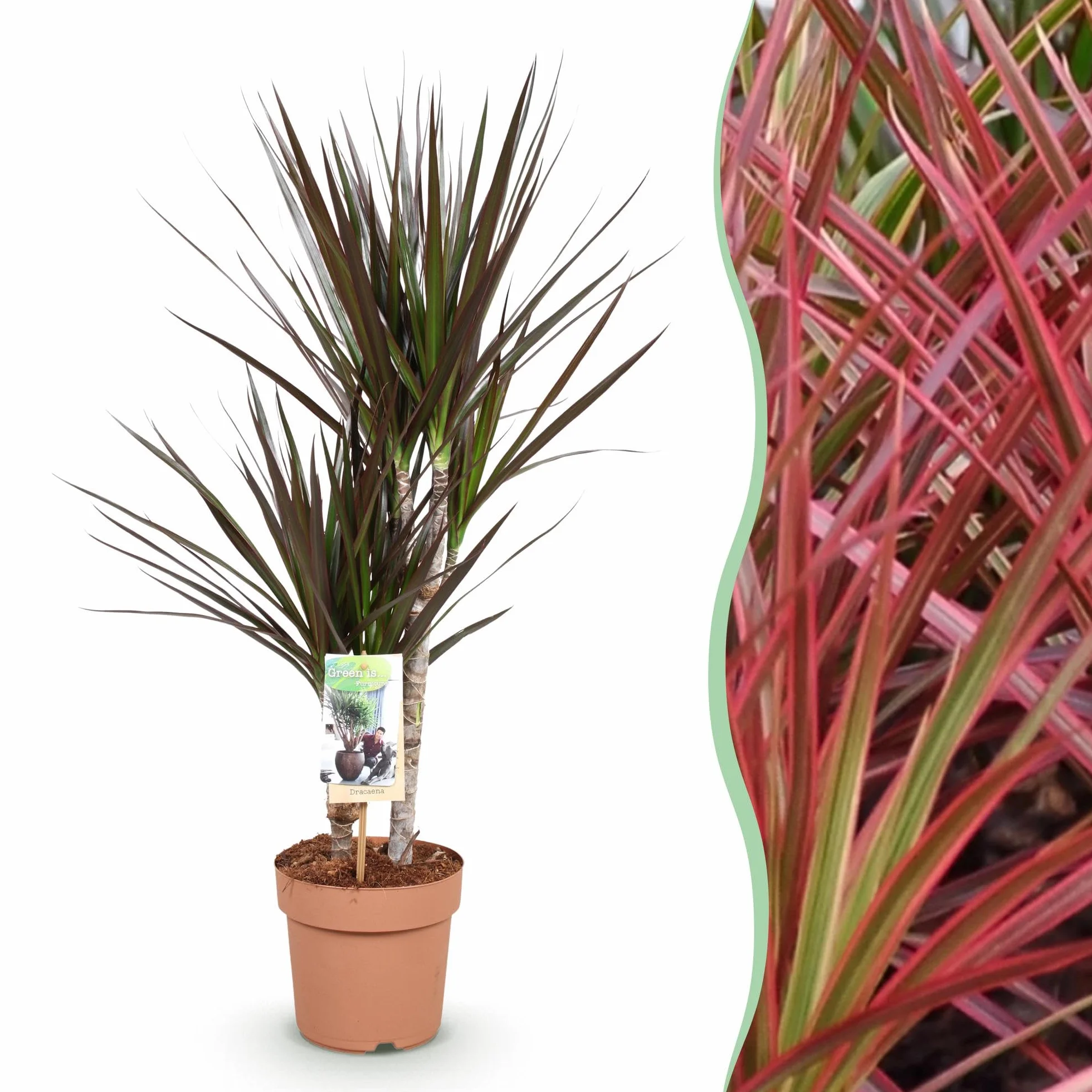 Dracaena Magenta Plante d'intérieur Arbre à sang de dragon Rouge Pot 17cm Hauteur 70-80cm