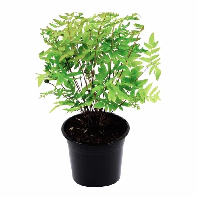 Osmonde royale Osmunda regalis Godet 9x9cm