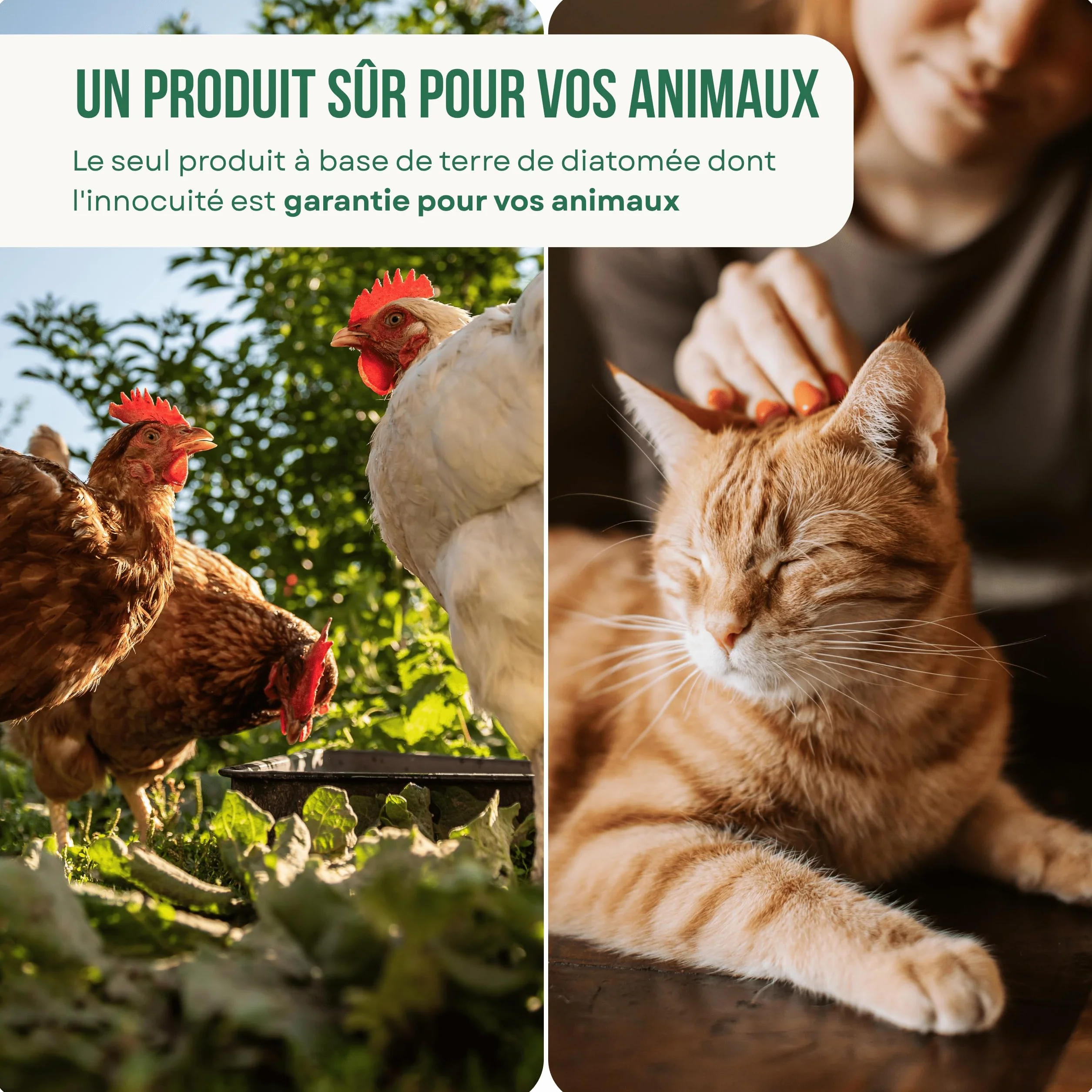ECO Terre de Diatomée 25kg – Supplément minéral Non calcinée pour l'alimentation Animale