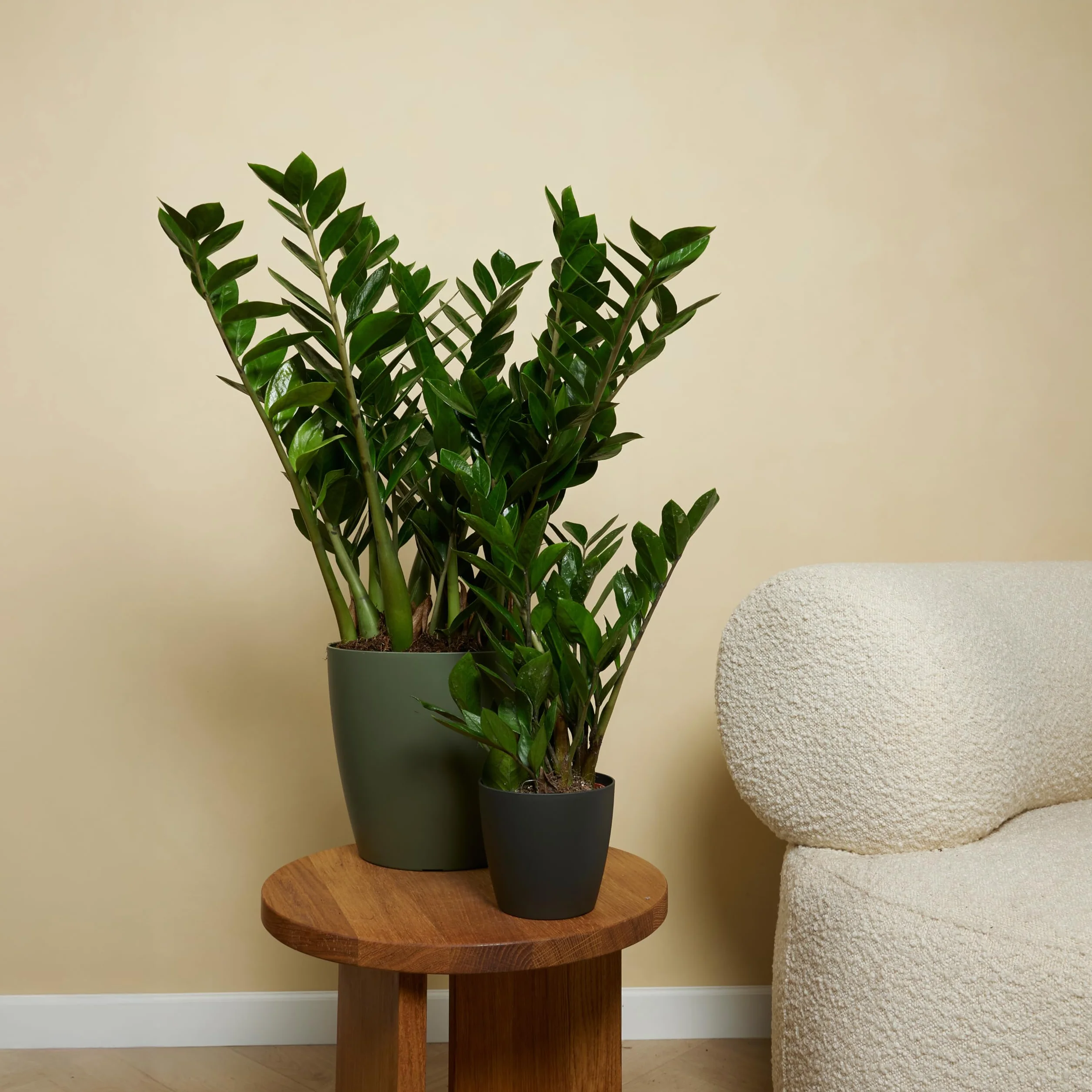 Bloomique Zamioculcas Zamiifolia Palmier d'intérieur 30-40 cm Pot 12 cm