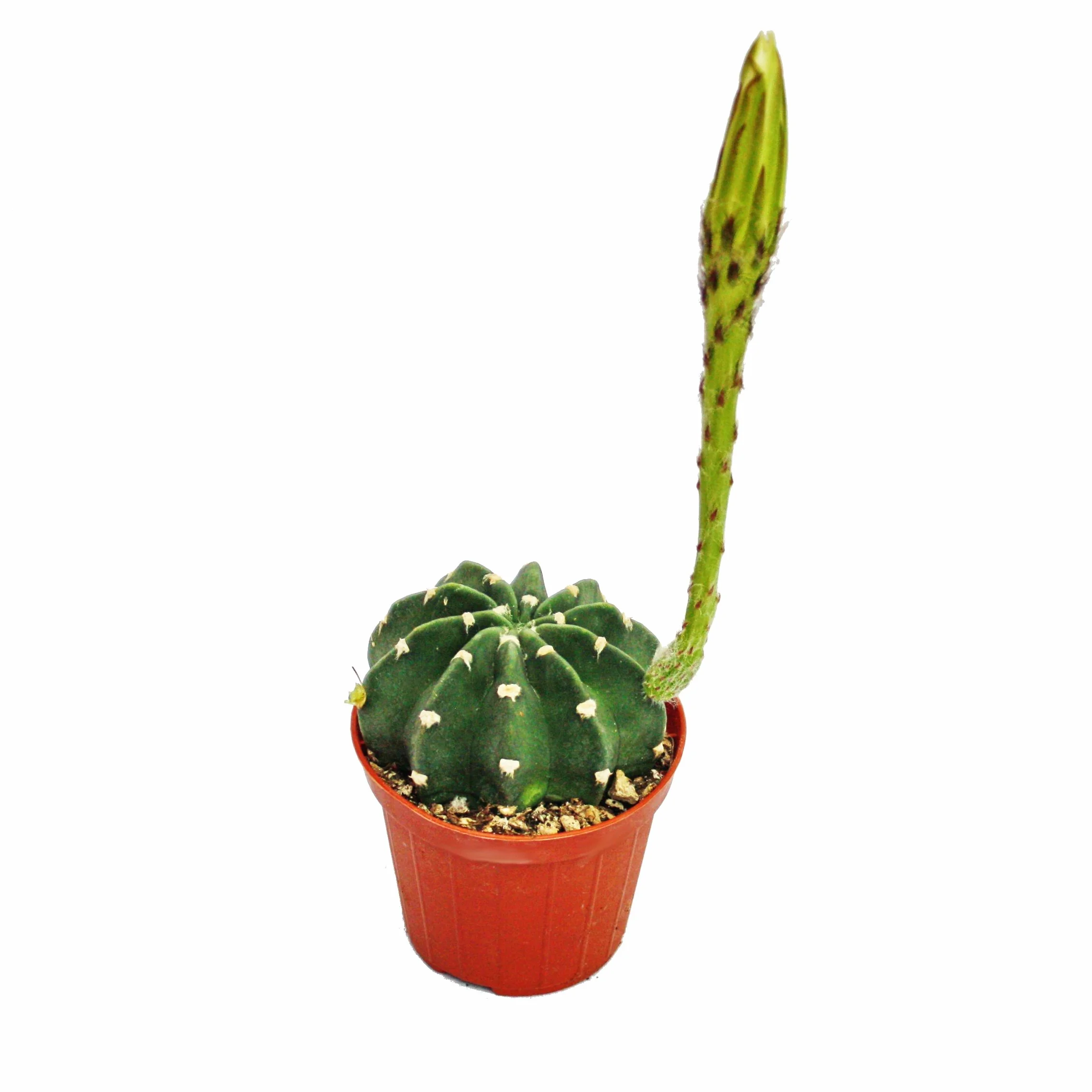 Echinopsis subdenudata en pot 5,5 cm