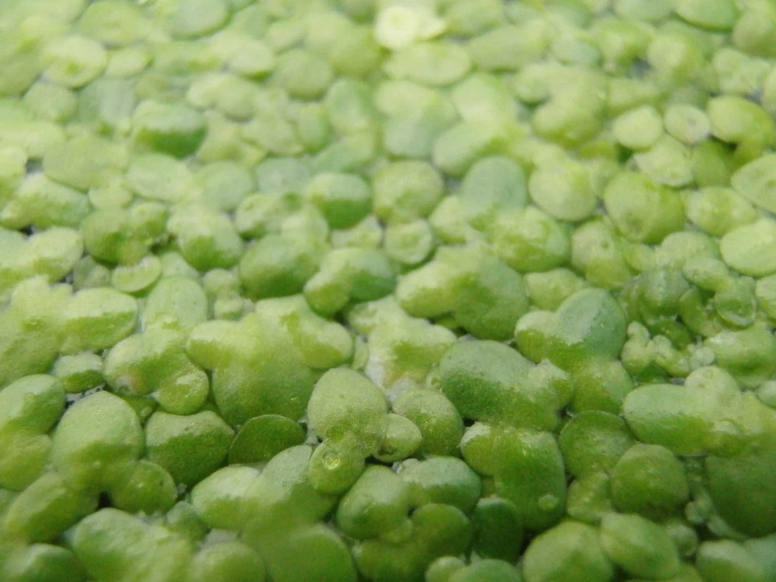 Plante Lemna Minor flottante anti-algues