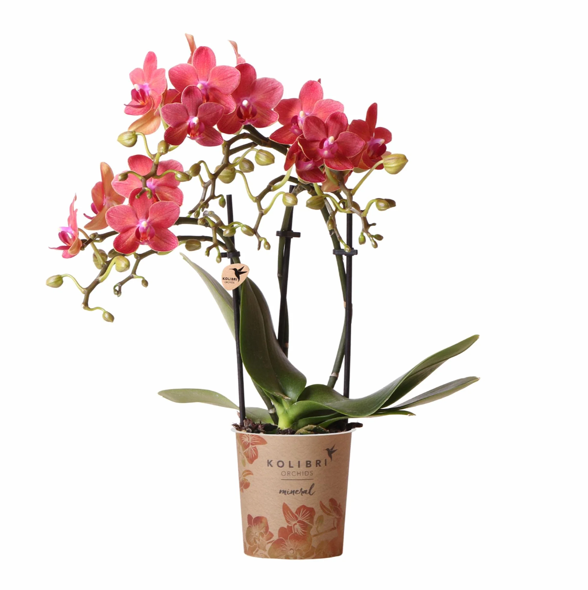 Orchidée Phalaenopsis Rouge Congo Ø9cm Plante d'Intérieur Fleurie