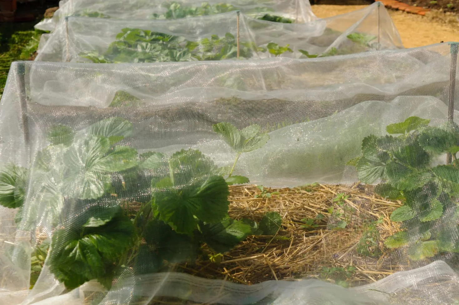 Filet Anti Insecte 3m x 10m Maille Fine Protection Plantes Jardin Potager