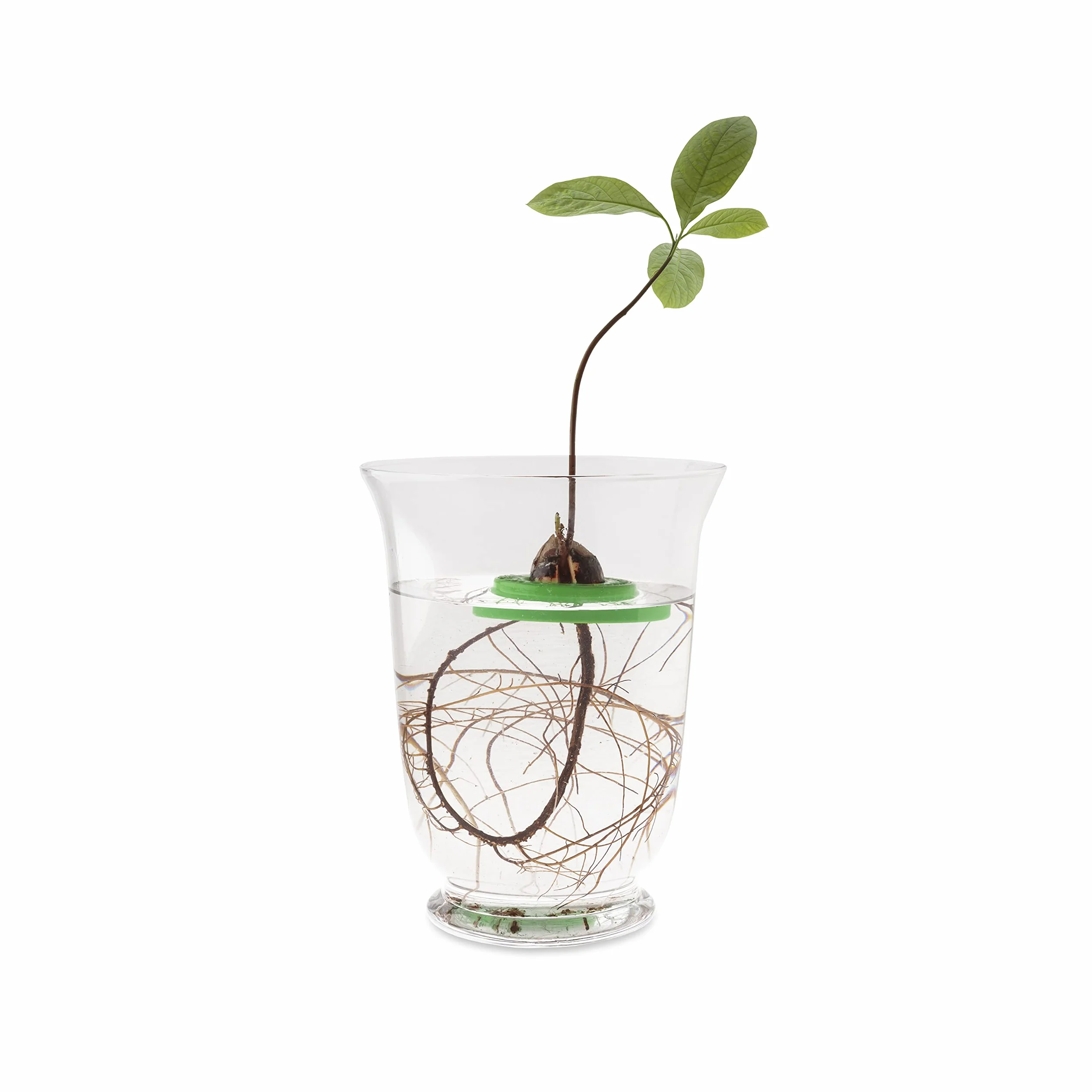 Kit de Germination d'Avocat Pot Flottant R&R SHOP 100% Plastique de maïs Vert
