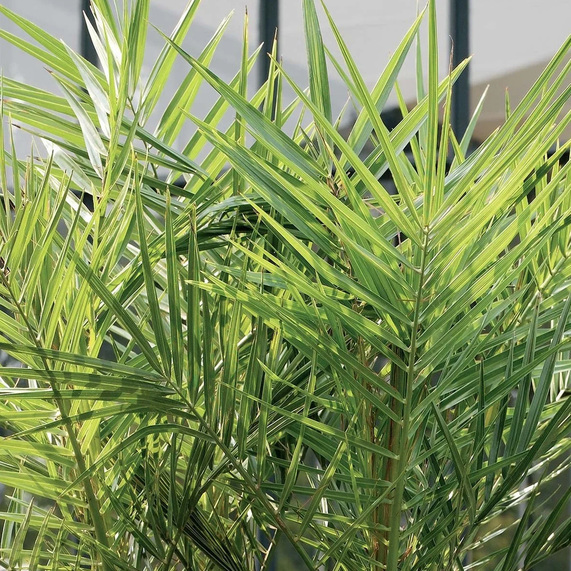 Bloomique Phoenix Canariensis Palmier dattier des Canaries 50-70 cm Pot 15 cm