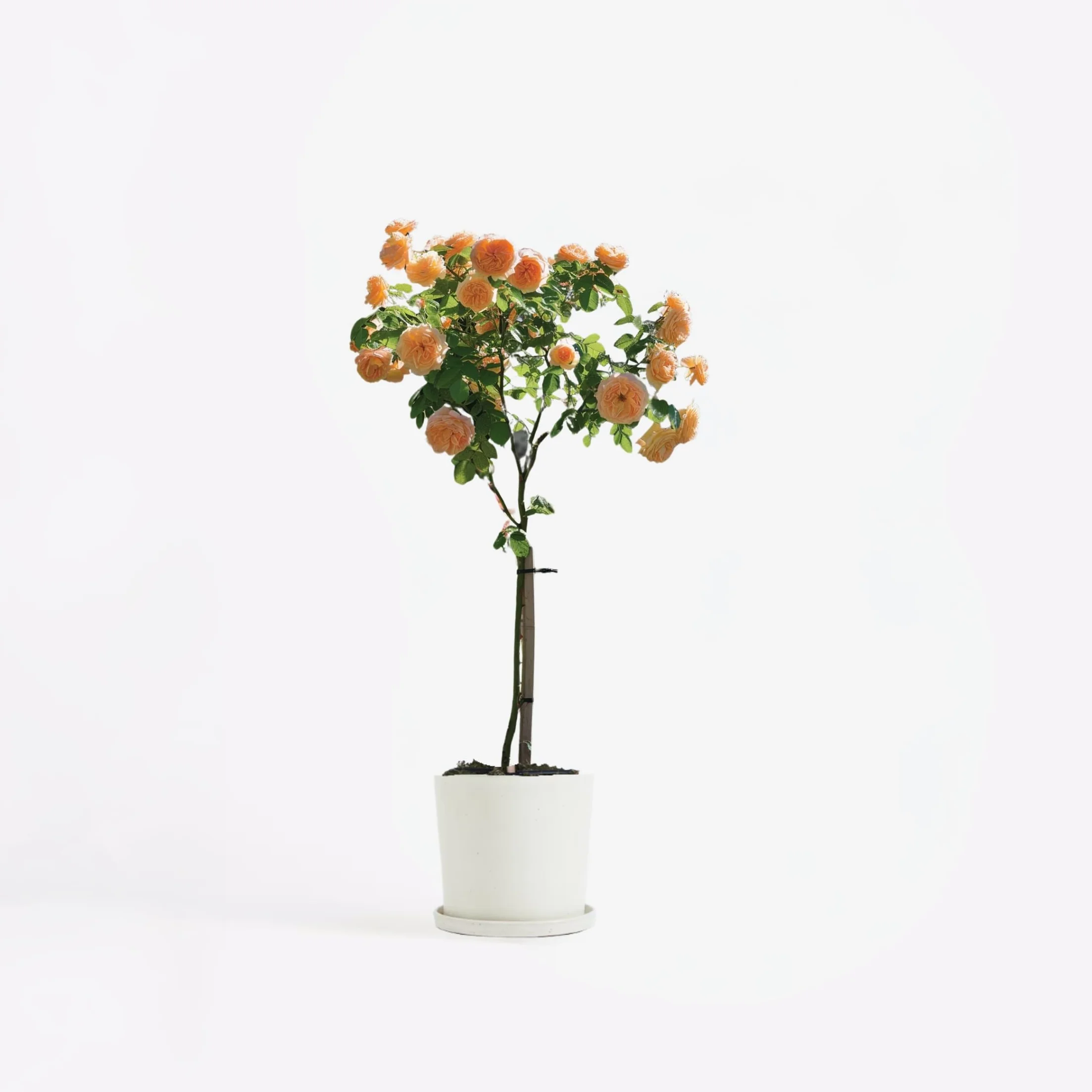 Rosa Palace 'Catherine' Rosier sur tige XL Arbre Orange Pot 19 cm Hauteur 80-100 cm
