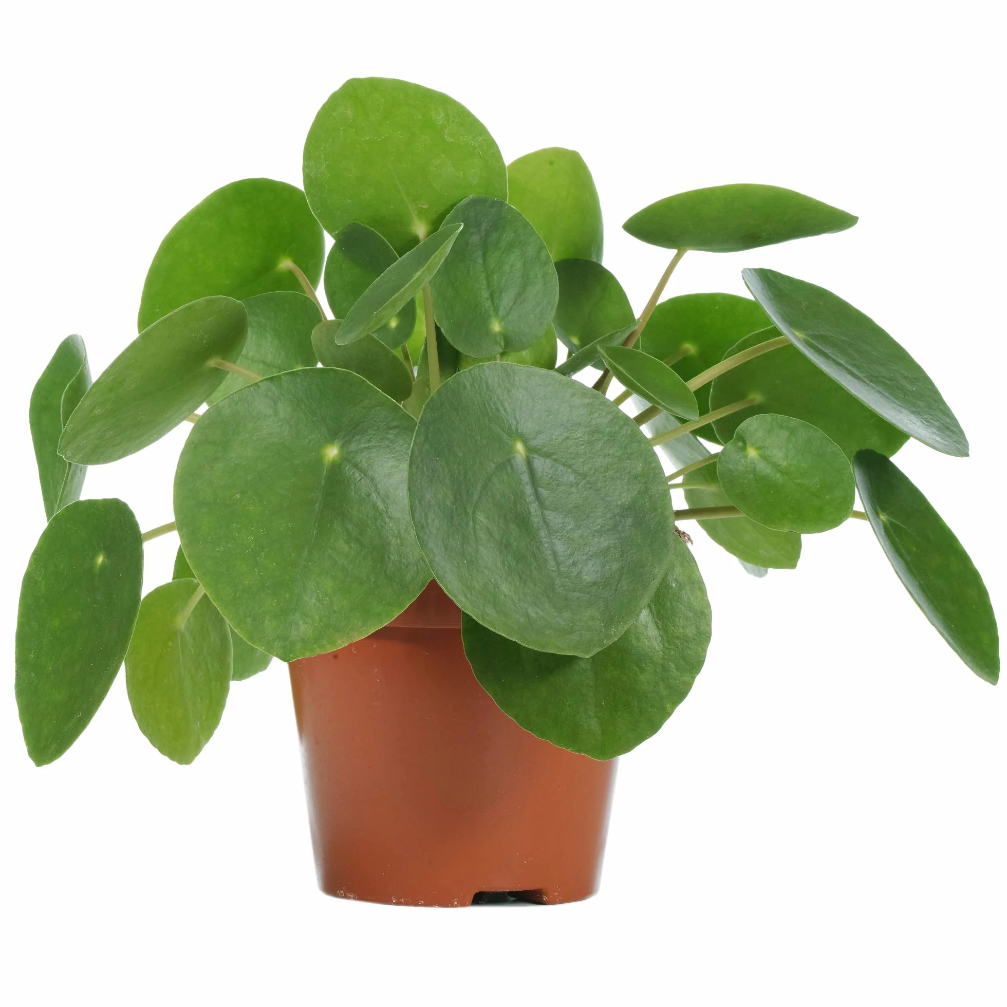 Pilea Peperomioides Plante à Monnaie Chinoise d'Intérieur