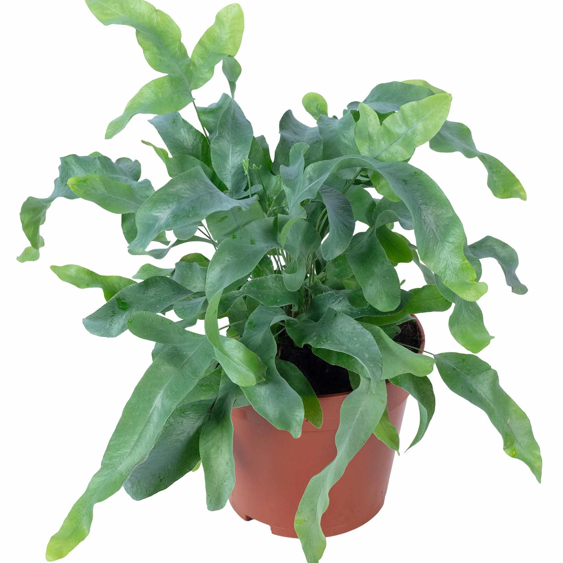 Phlebodium aureum Blue Star Fougère à tartelettes dorées plante d'intérieur 40 cm pot 14 cm