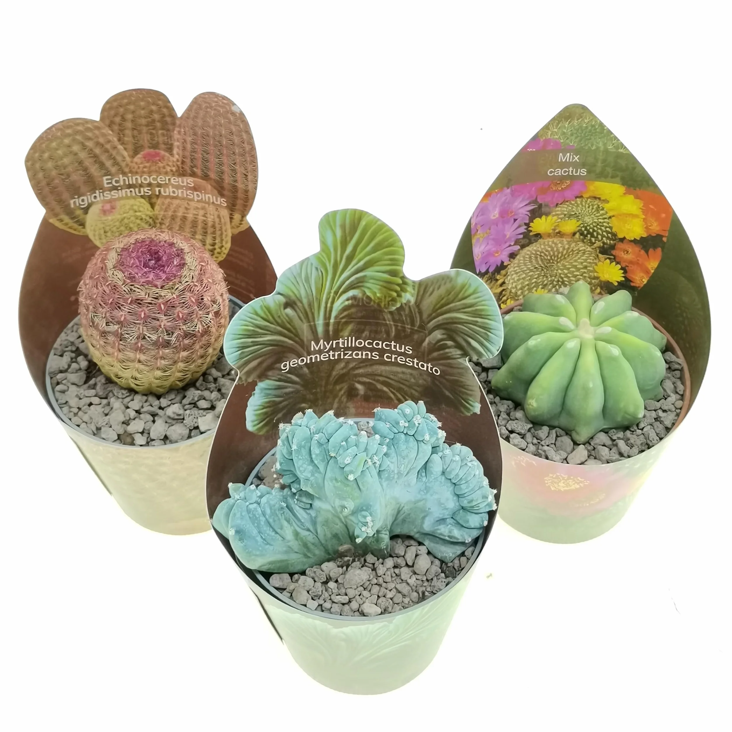 3 plantes succulentes réelles en pots diam. 6,5 cm – Cactus mix