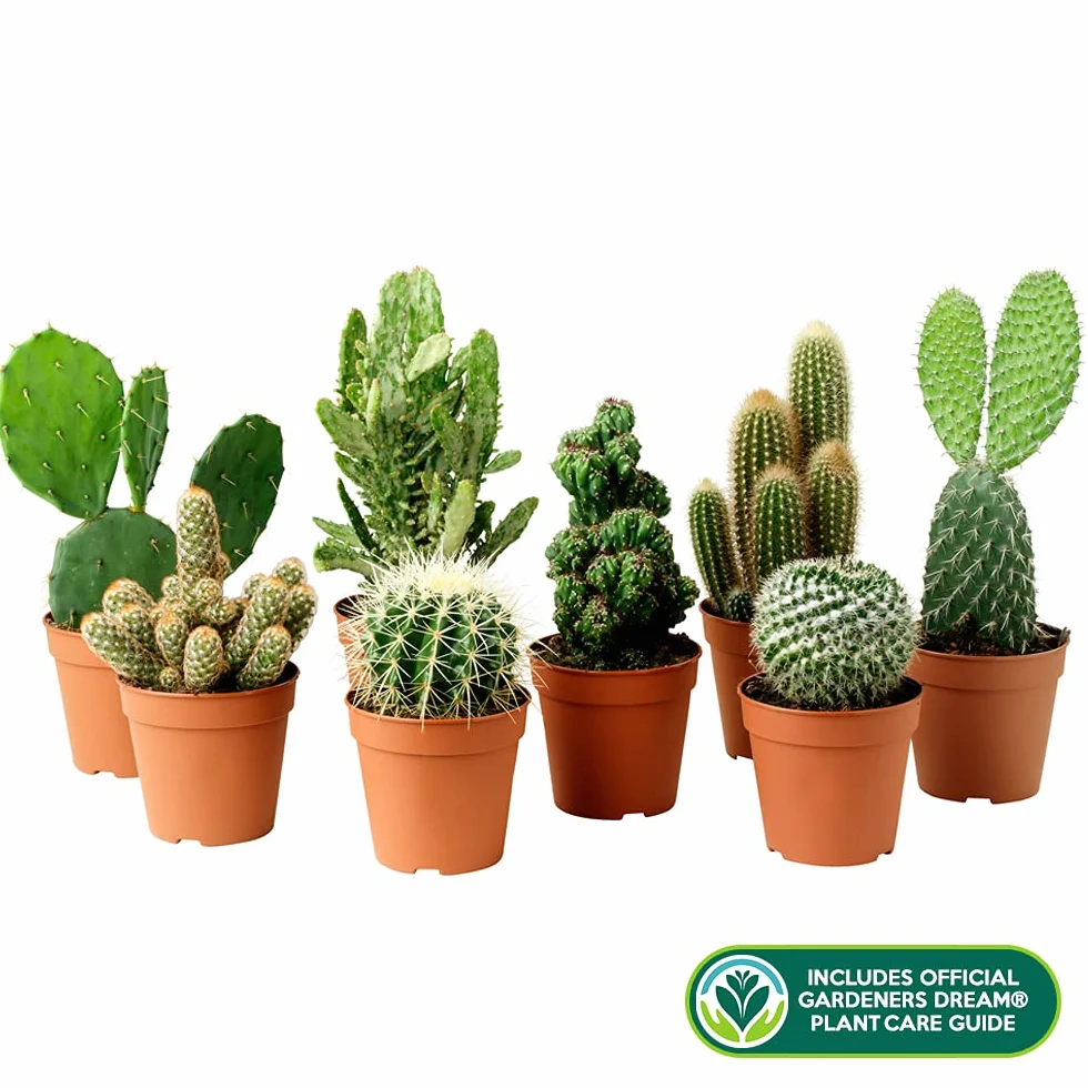 Collection Cactus Mixtes Vert - 10 Sortes Différentes