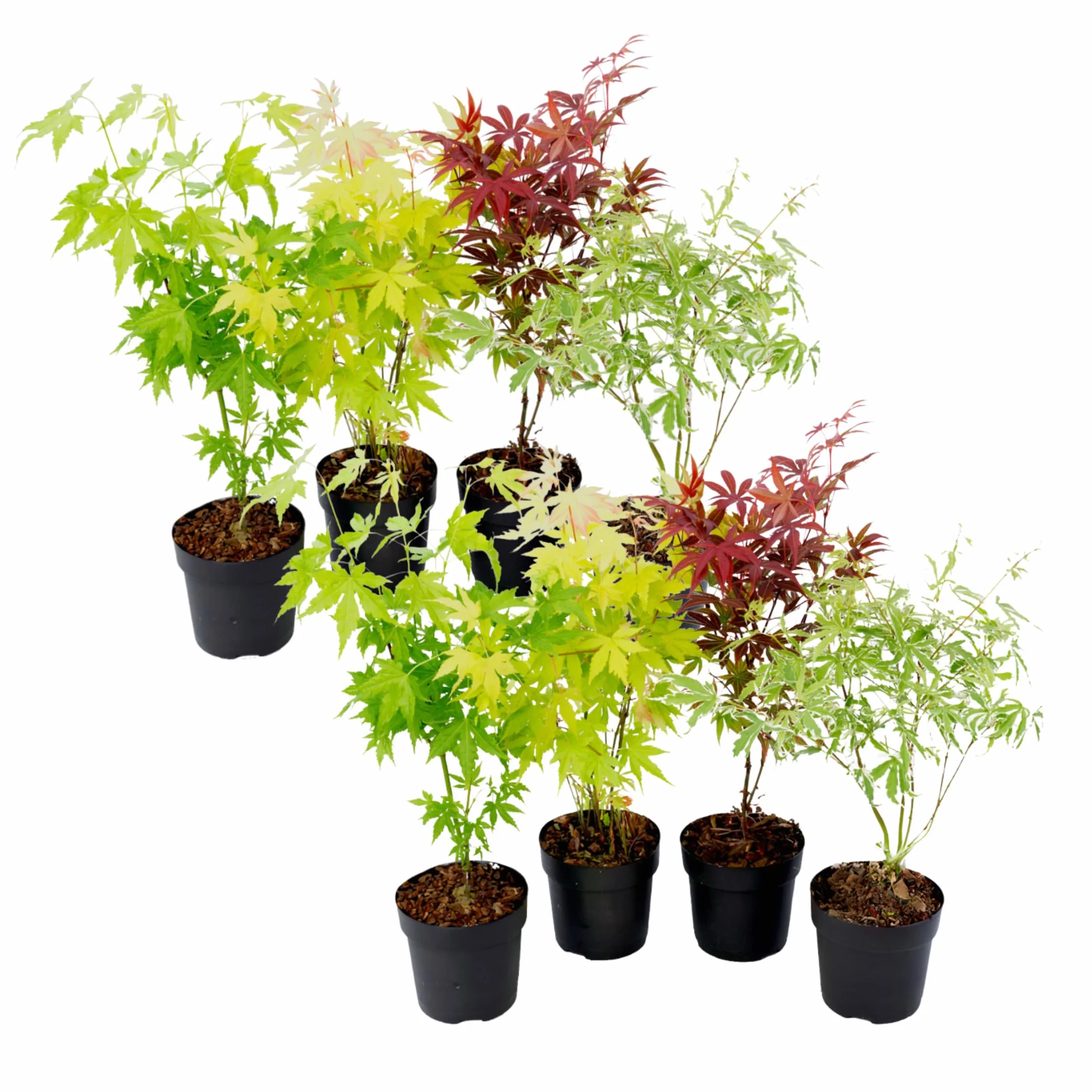 Acer palmatum 'Atropurpureum' 'Going Green' 'Orange Dream' 'Butterfly' - Set de 8 - Pot 10,5cm - Hauteur 25-40cm