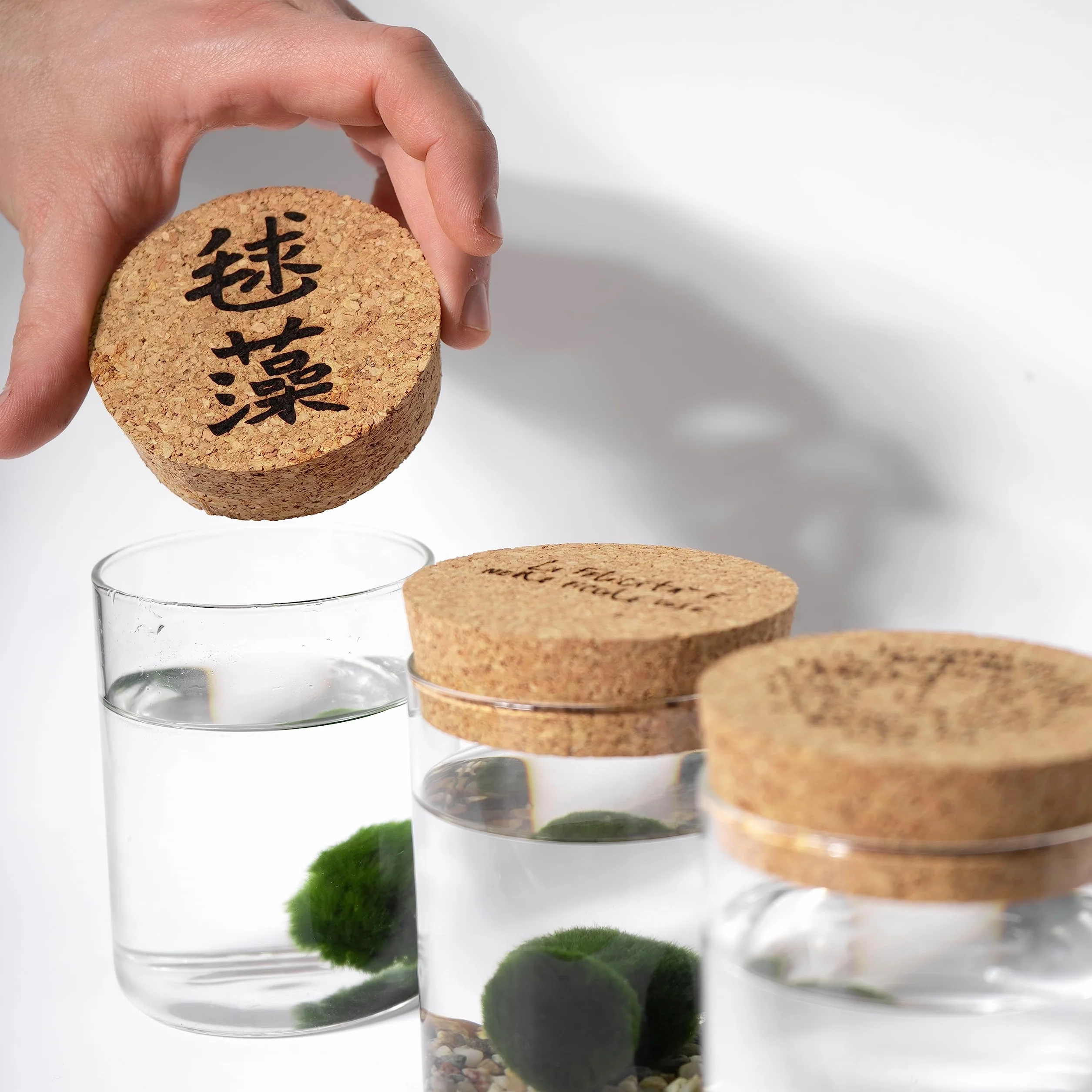Marimo Set sfuso diametro 2-3 cm Originale Certificato 6 sztuk