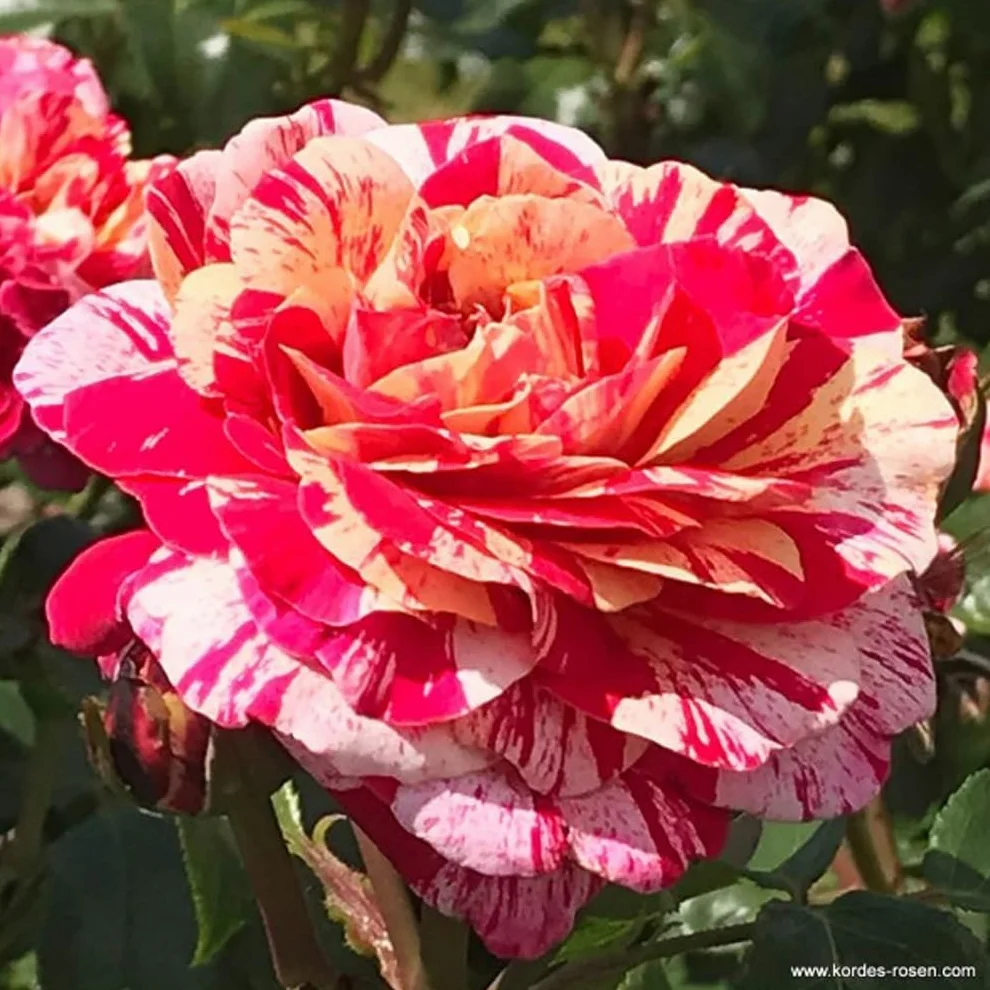 Rosa 'Abracadabra' pot 25-30 cm - Rosier
