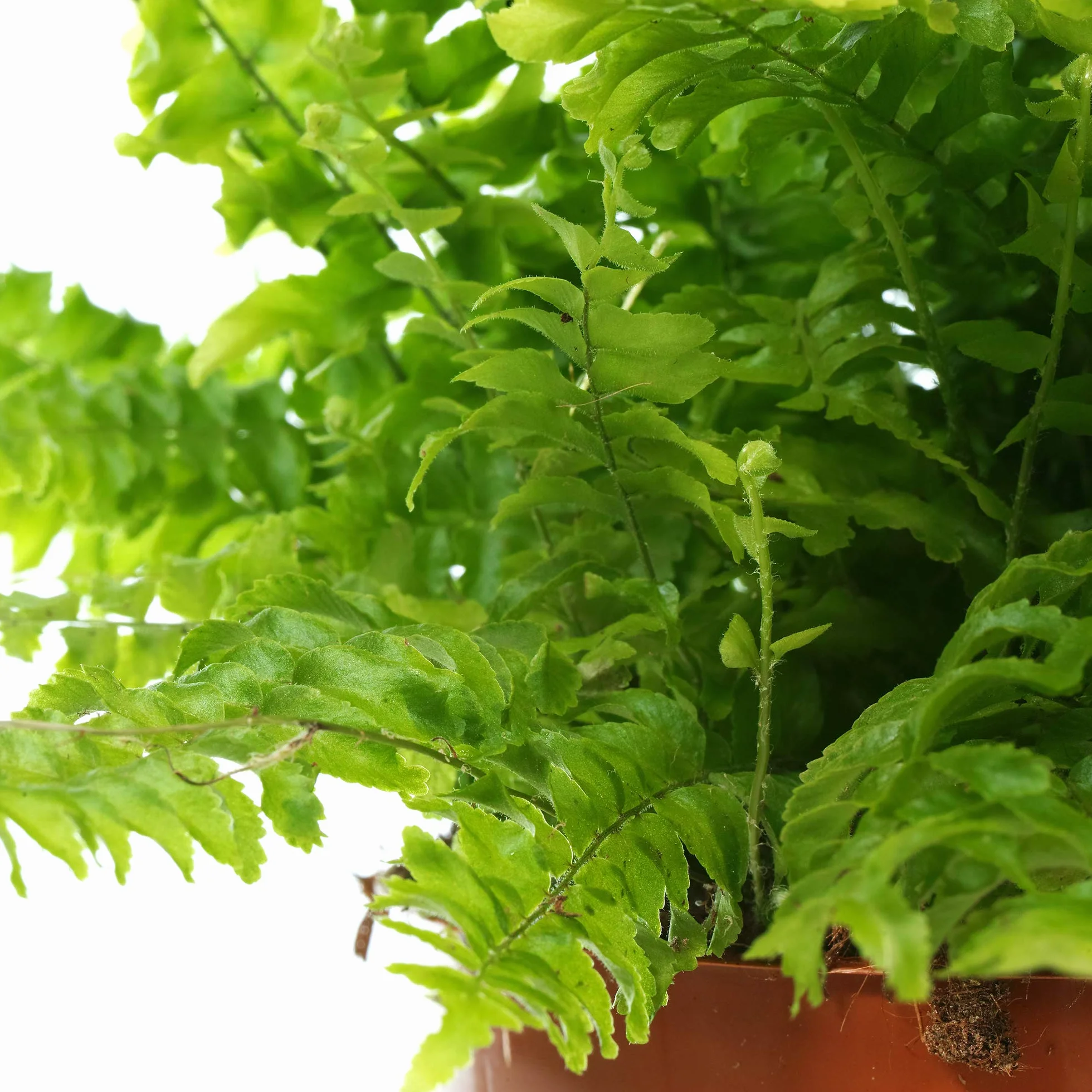 Fougère de Boston 25-35 cm en pot | Plante d'intérieur pour débutants
