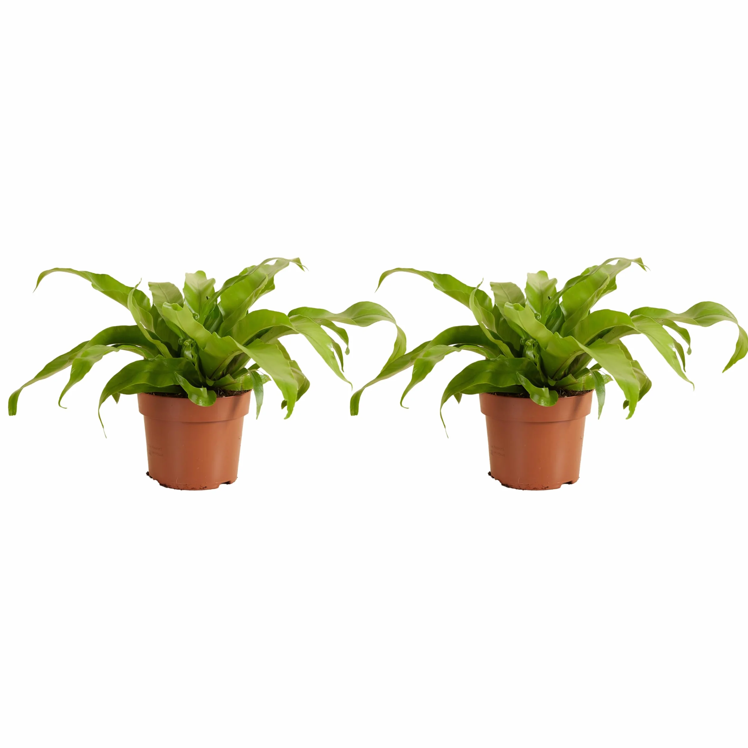 Bloomique Asplenium Antiquum Fougère nid d'oiseau Plante d'intérieur Purificateur d'air 20-30 cm Pot 12 cm