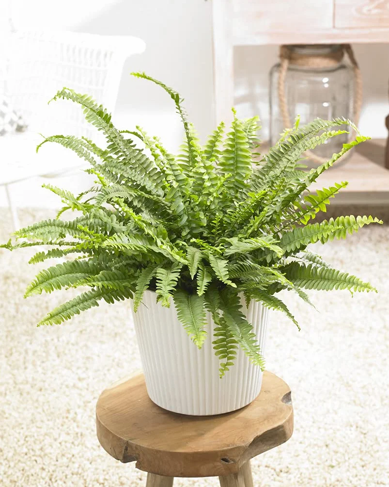 Bloomique Lot de 2 Nephrolepis Green Lady Fougère de Boston Plante d’intérieur Dépolluante Hauteur 20-30 cm Pot 12 cm