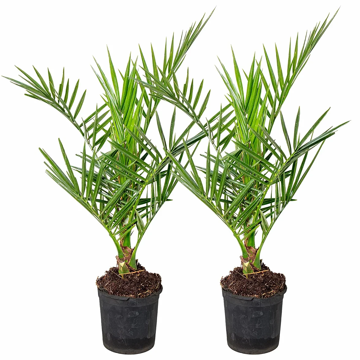 Bloomique Phoenix Canariensis Palmier dattier des Canaries 50-70 cm Pot 15 cm