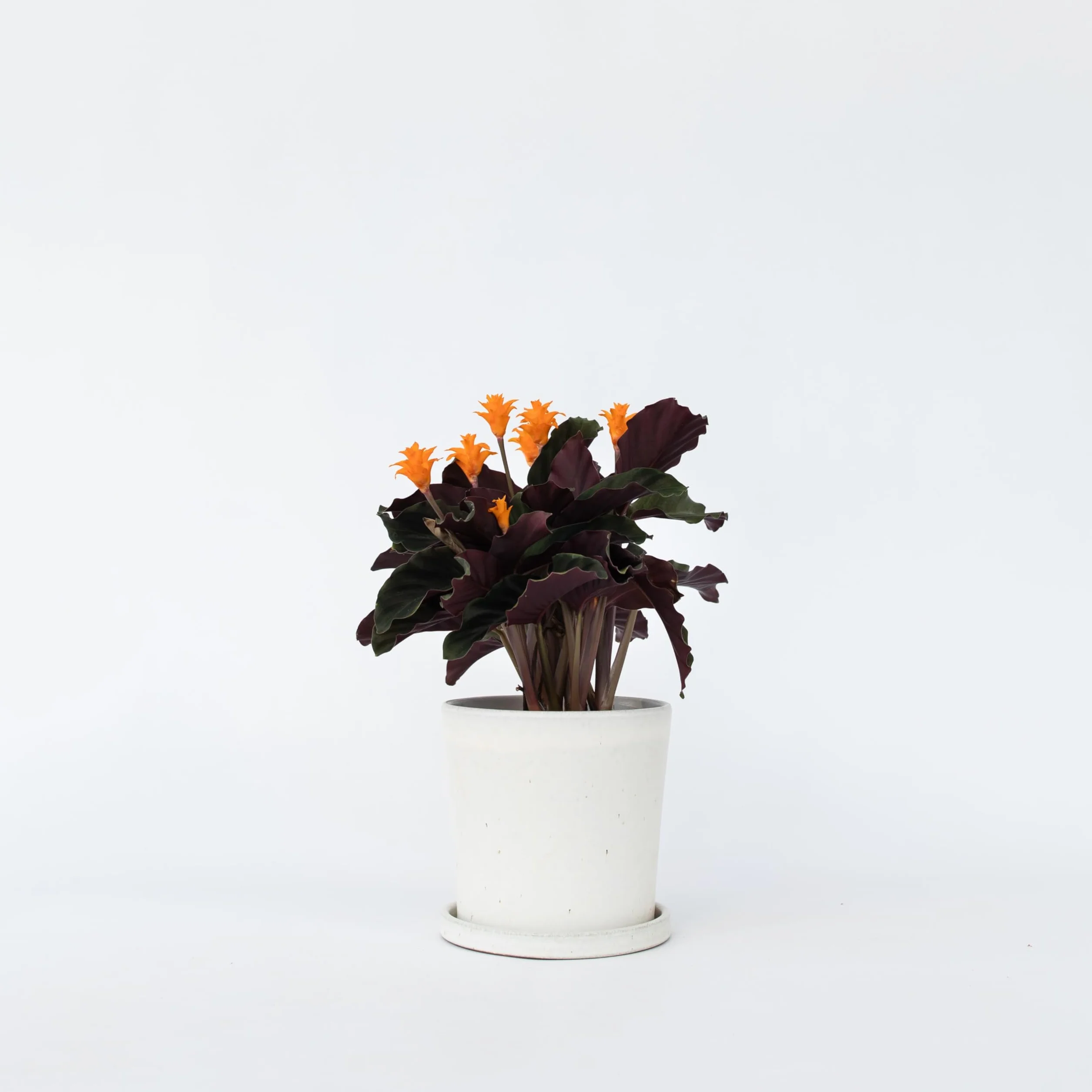 Calathéa crocata 'Tassmania' - Plante d'intérieur - Pot 14cm - Hauteur 40-50cm - Purificateur d'air