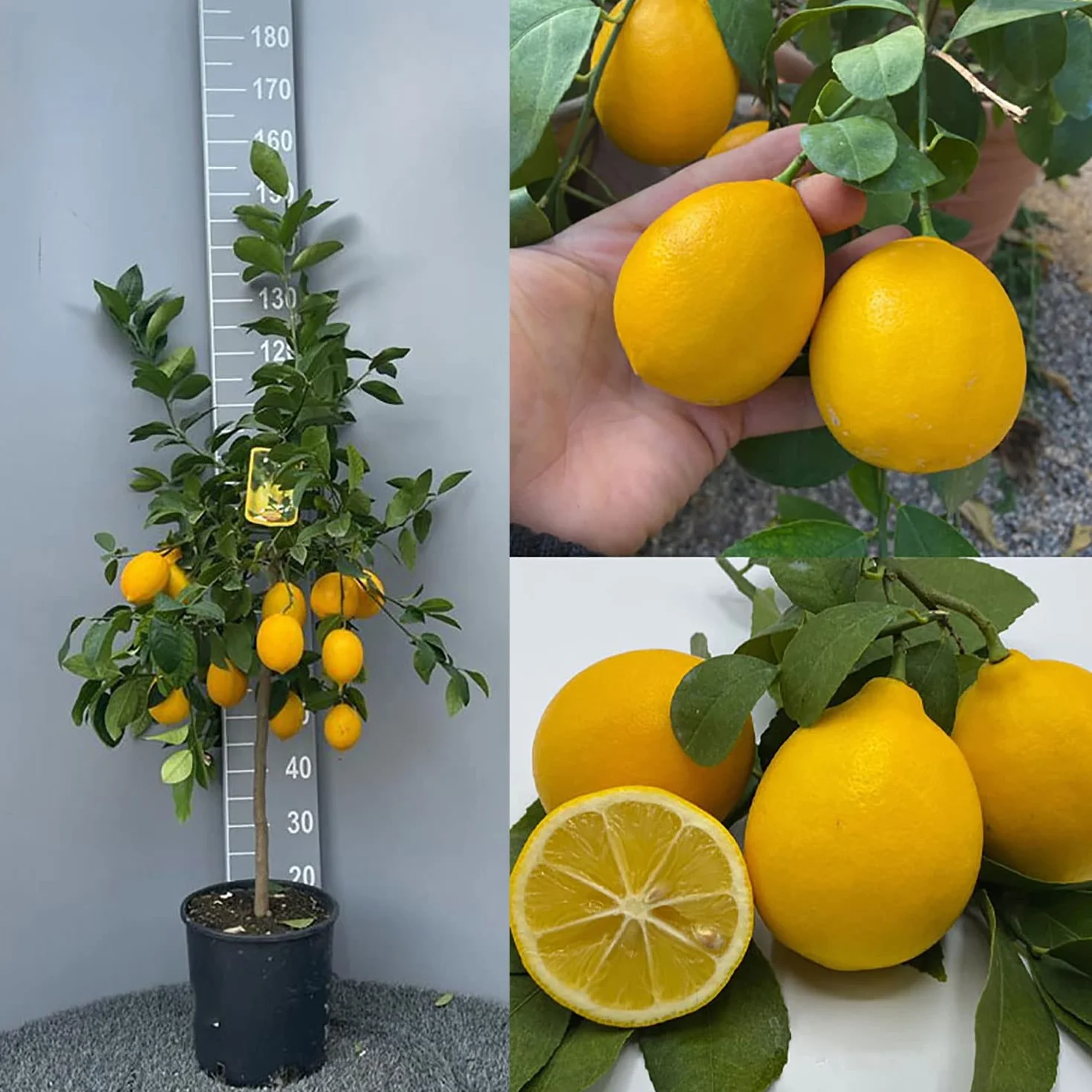 Citronnier Meyer SAVINI VIVAI 24 cm 90-110 cm 3-4 ans drzewo cytrynowe w doniczce