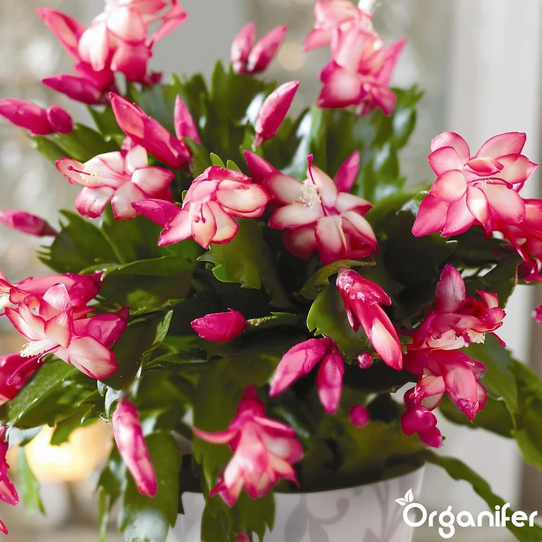 Organifer Engrais liquide organique 1L pour cactus de Noël floraison hivernale