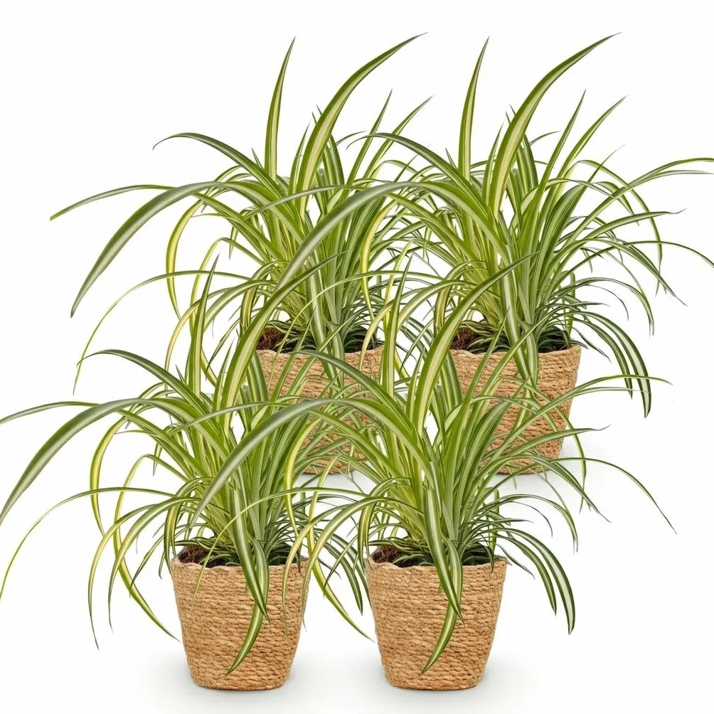 Chlorophytum comosum Variegatum Plante Araignée Panachée Pot 12cm Hauteur 20cm