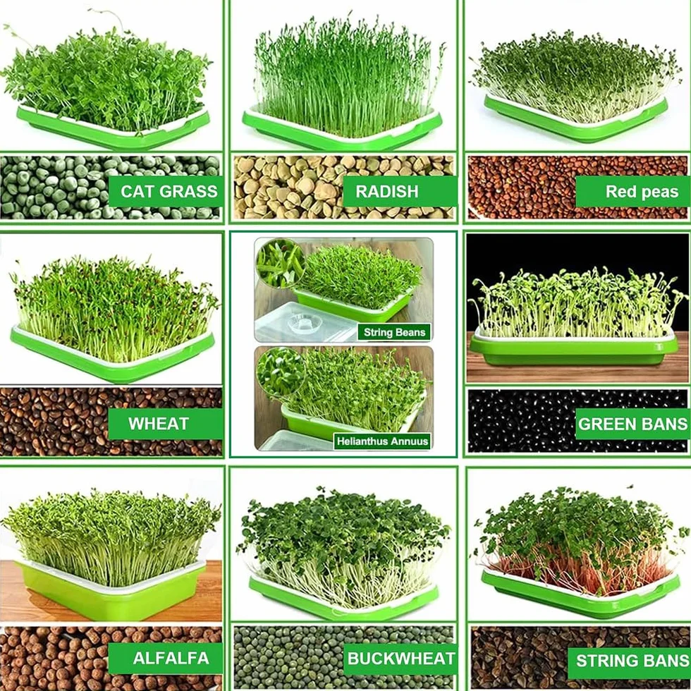 Germoir pour Graines à Germer Lot de 4 Plateau Semis 32 x 24 cm Kit Germination sans BPA