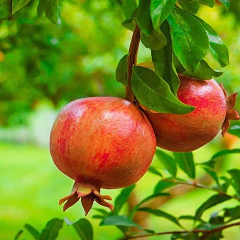 Grenadier 15 Graines – Grenade juteuse fruitée Arbre Arbuste Fruit Jardin
