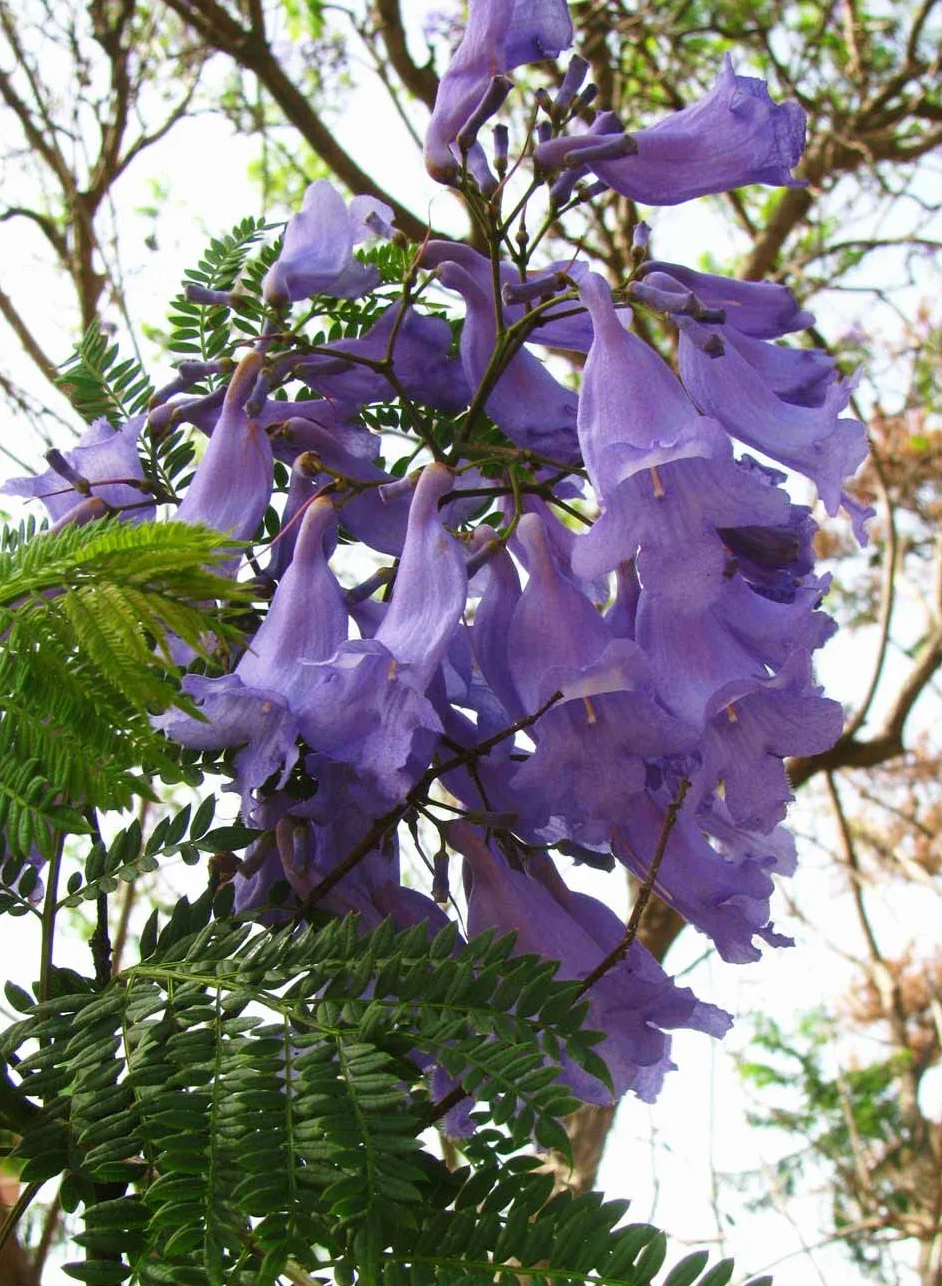 Jacaranda Mimosifolia 40 Graines