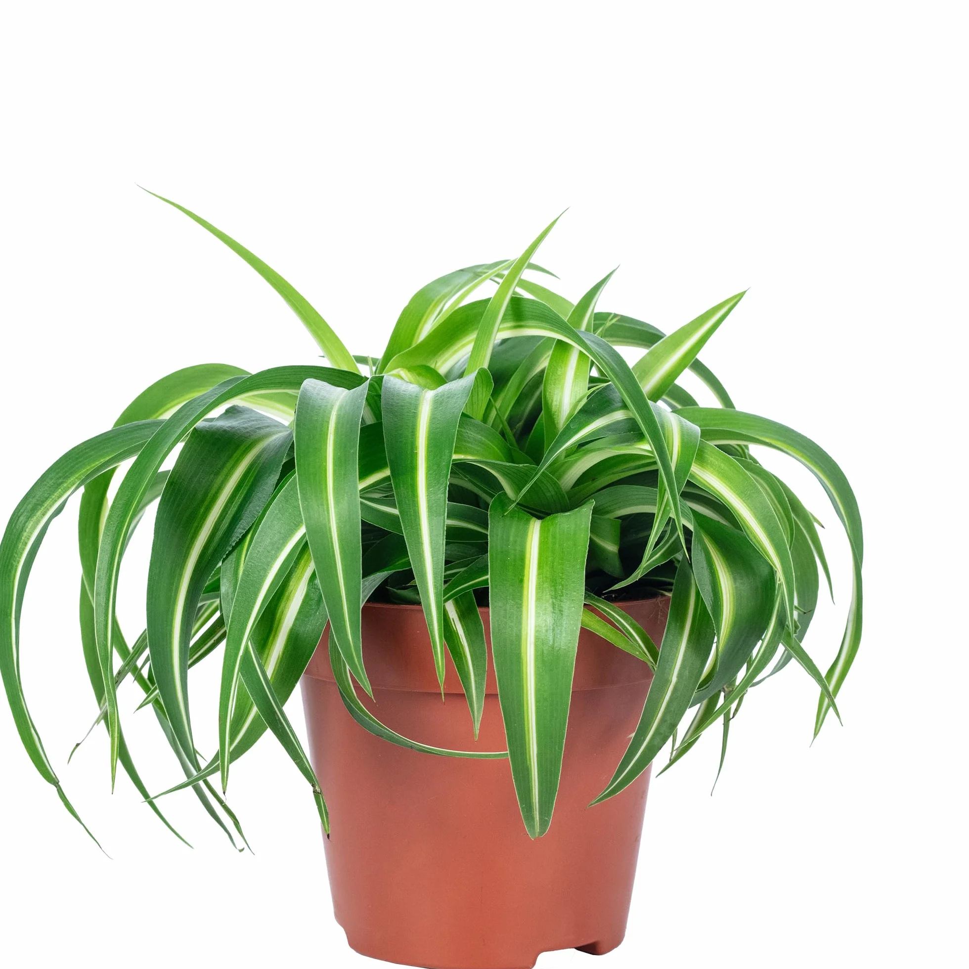 Plante-araignée 'Bonnie' Chlorophytum Comosum Hauteur 25 cm Pot Ø 12 cm