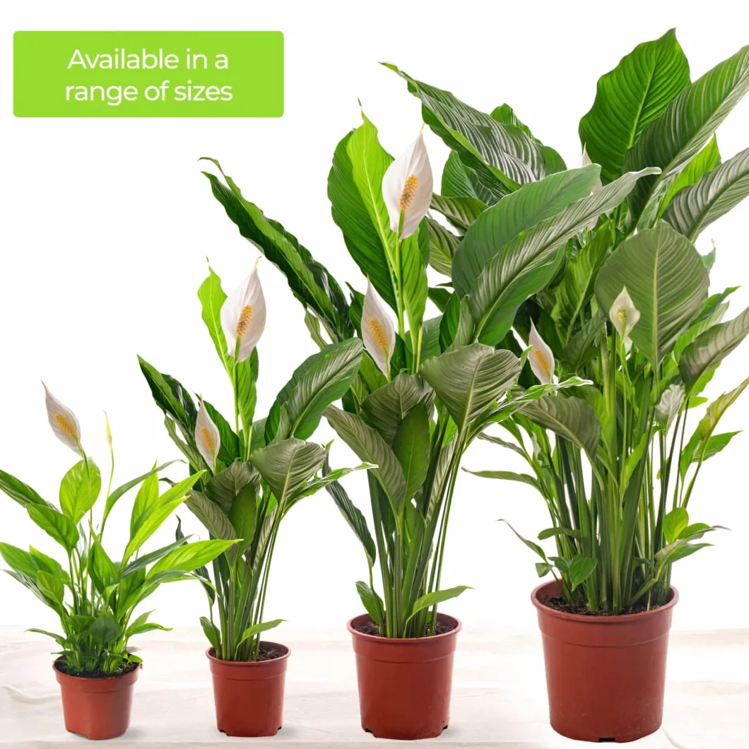 Spathiphyllum grande plante d'intérieur purificateur d'air